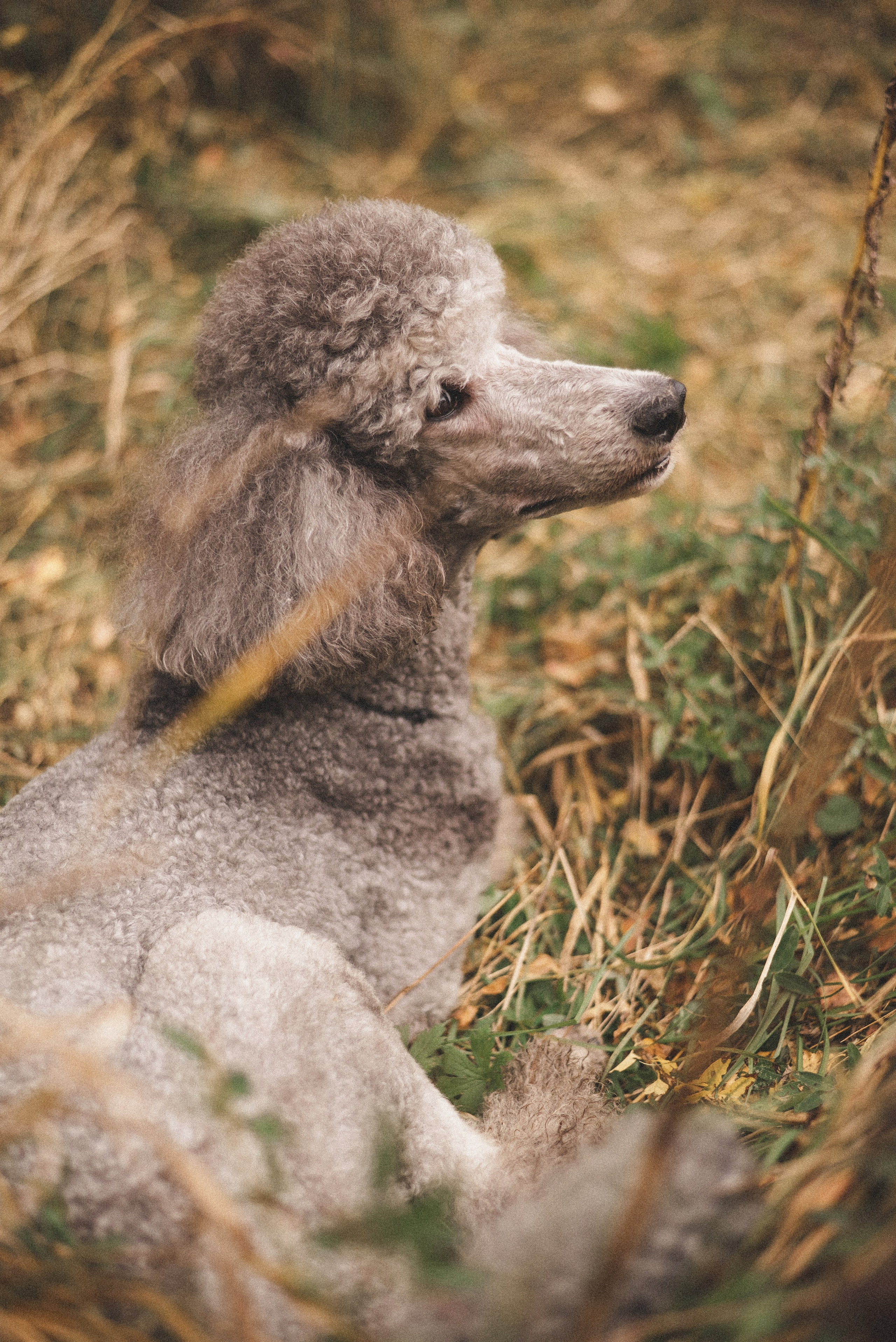 Алёна и Смоки. Фотограф-анималист Богданова Полина