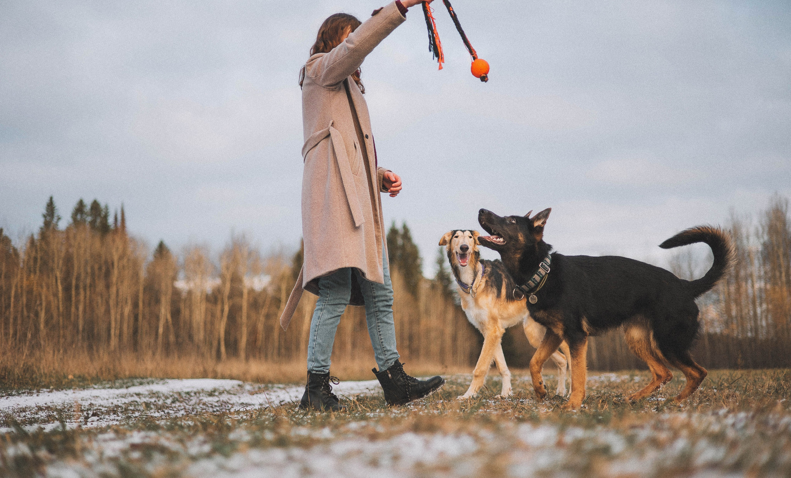 Алена, Леви и Микаса. Фотограф-анималист Богданова Полина