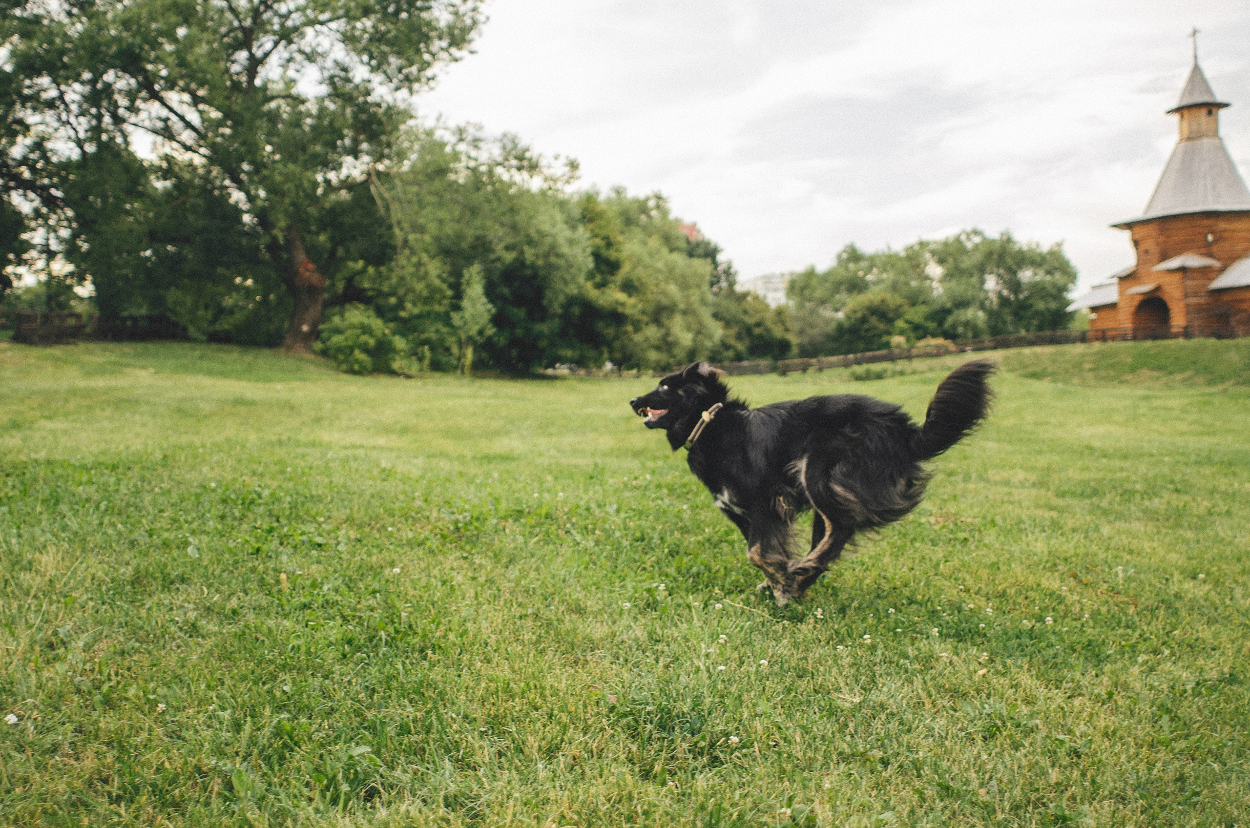 Анна и Марко. Фотограф-анималист Богданова Полина