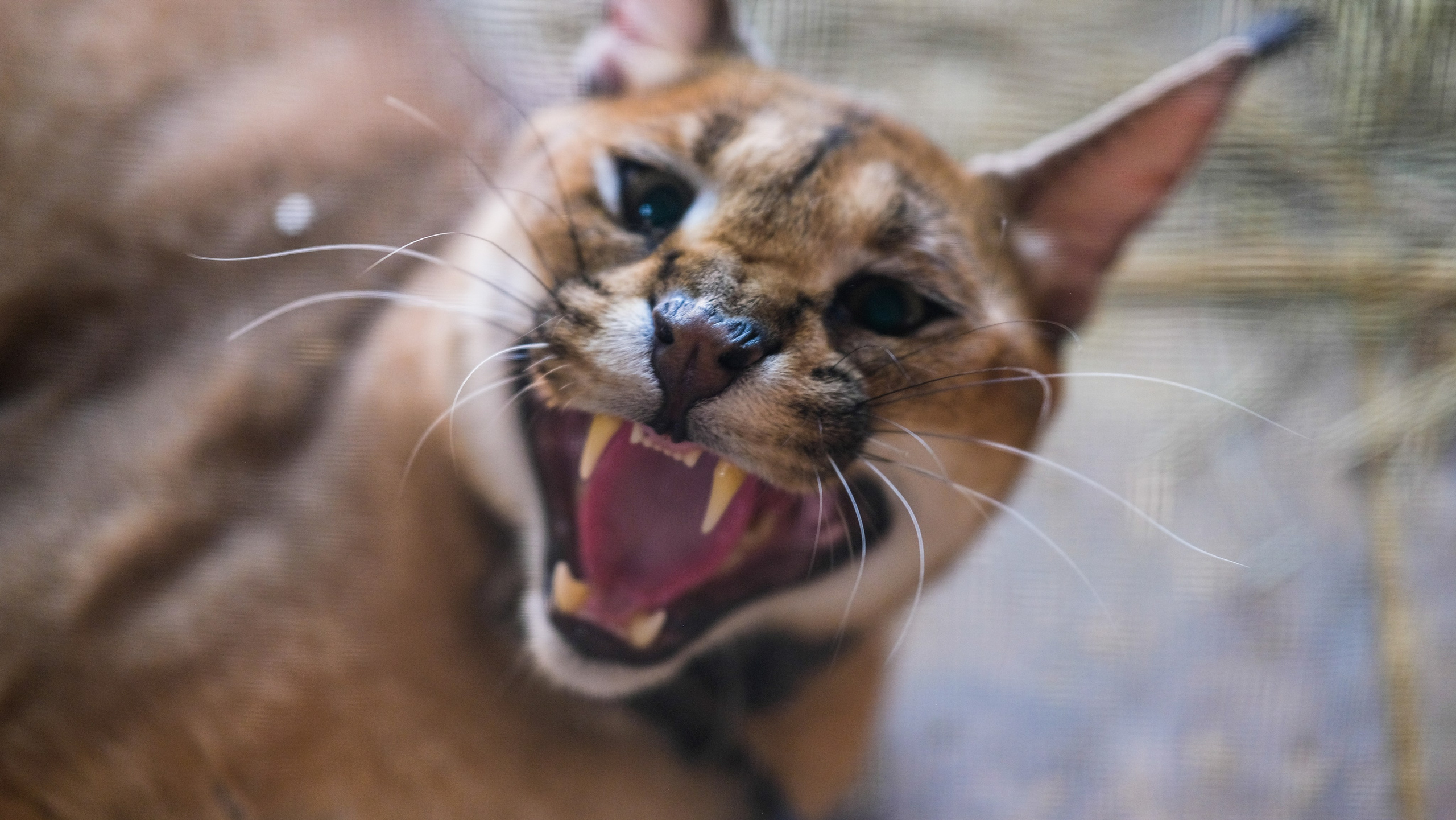 Животные и птицы. KRUTOVA_фотографирую жизнь