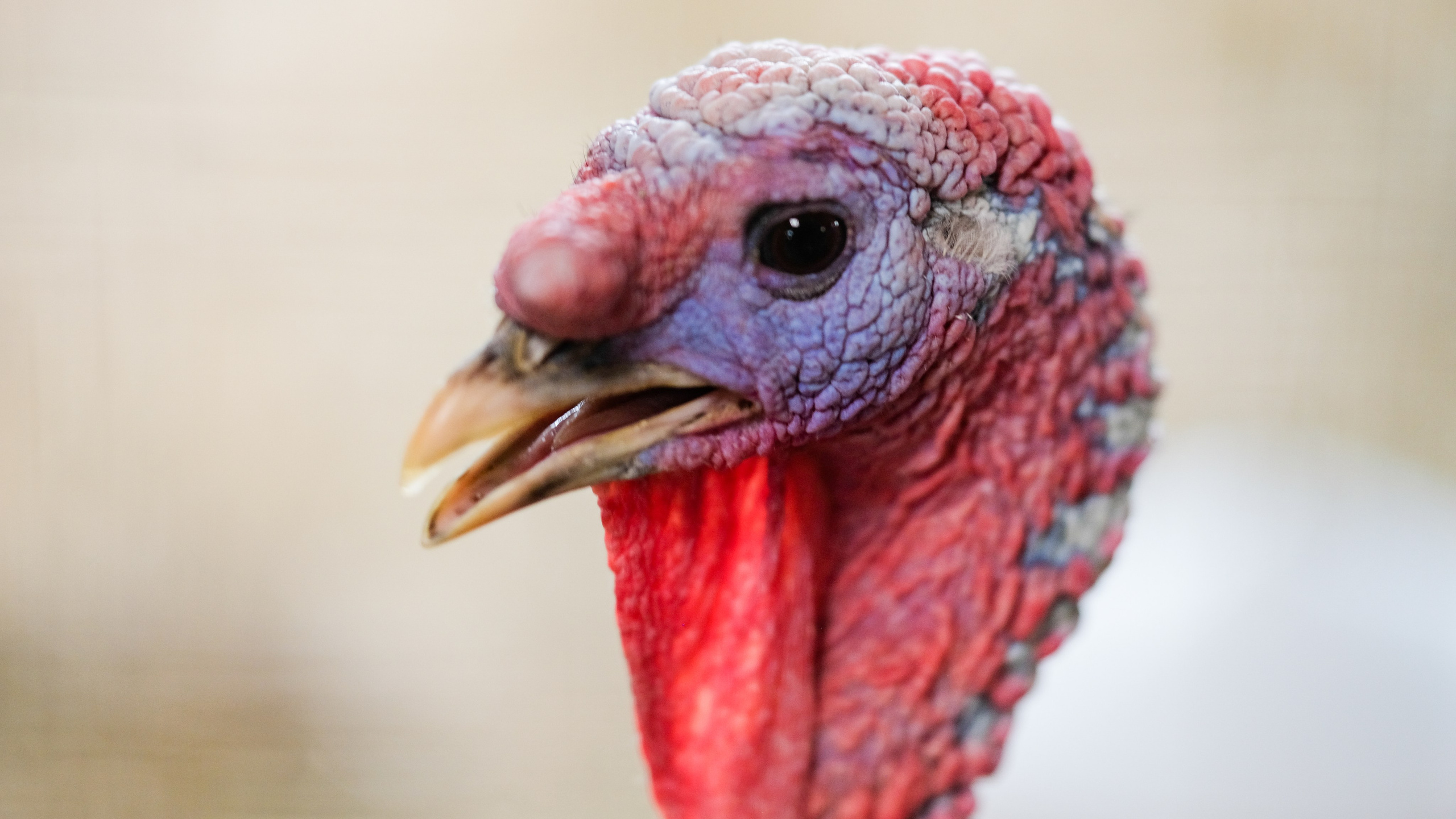 Животные и птицы. KRUTOVA_фотографирую жизнь