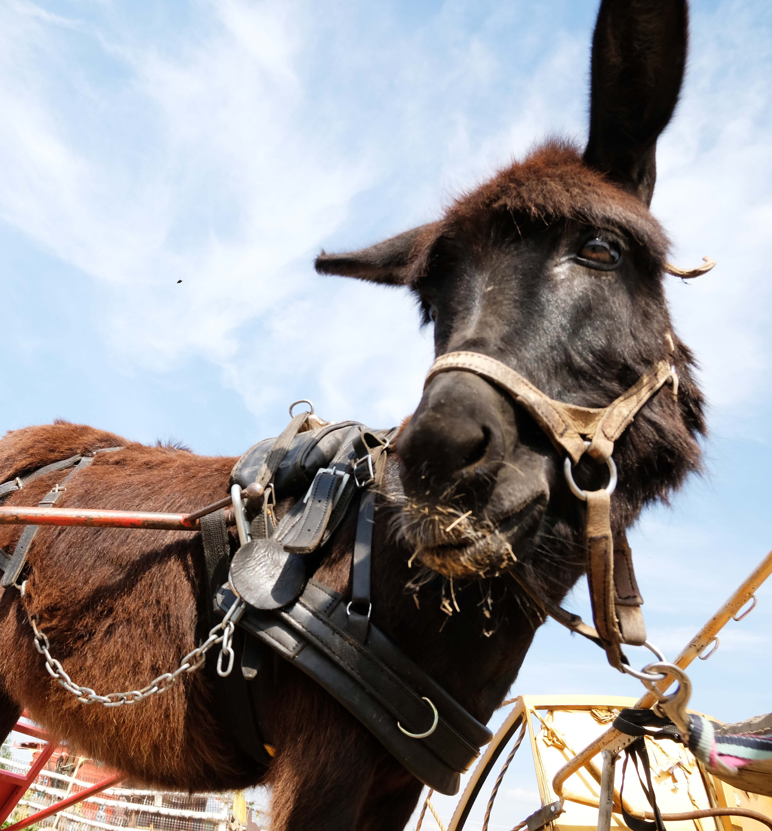 Животные и птицы. KRUTOVA_фотографирую жизнь