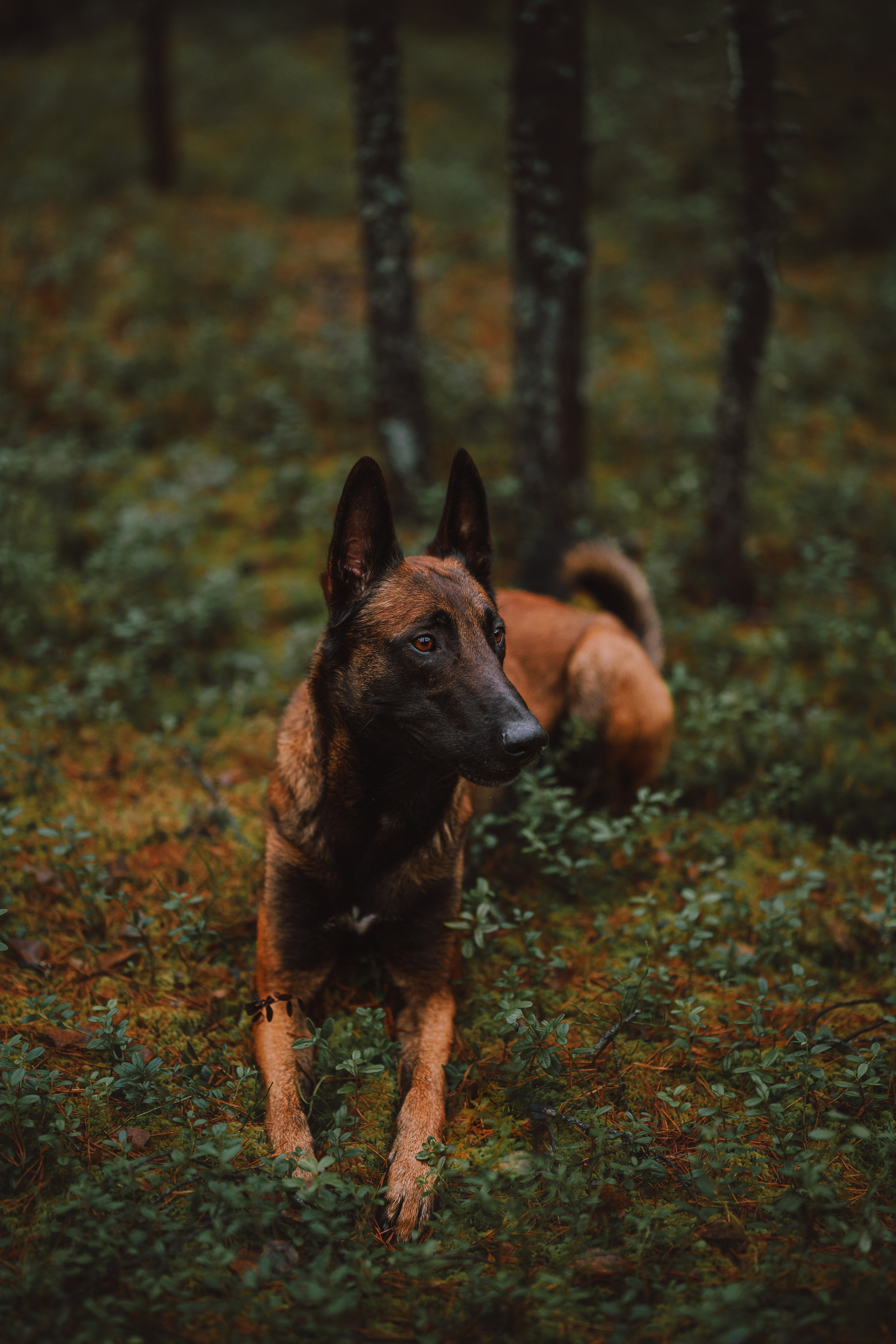 Раш. Фотограф анималист Осипчикова Мария
