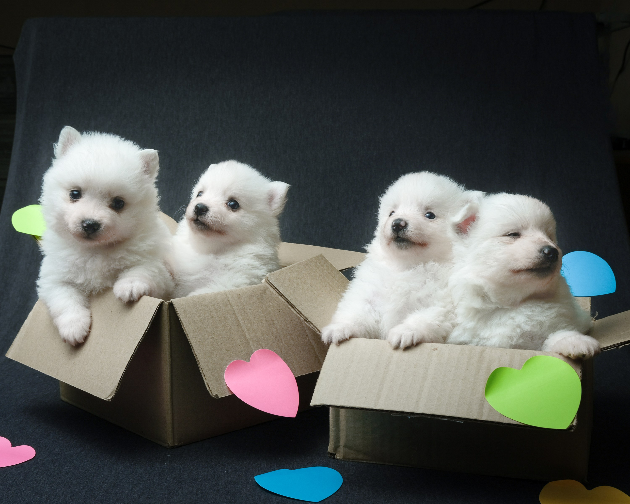 Щенки. Портретный и семейный фотограф в Перми Лена Лоза. Портрет для бизнеса