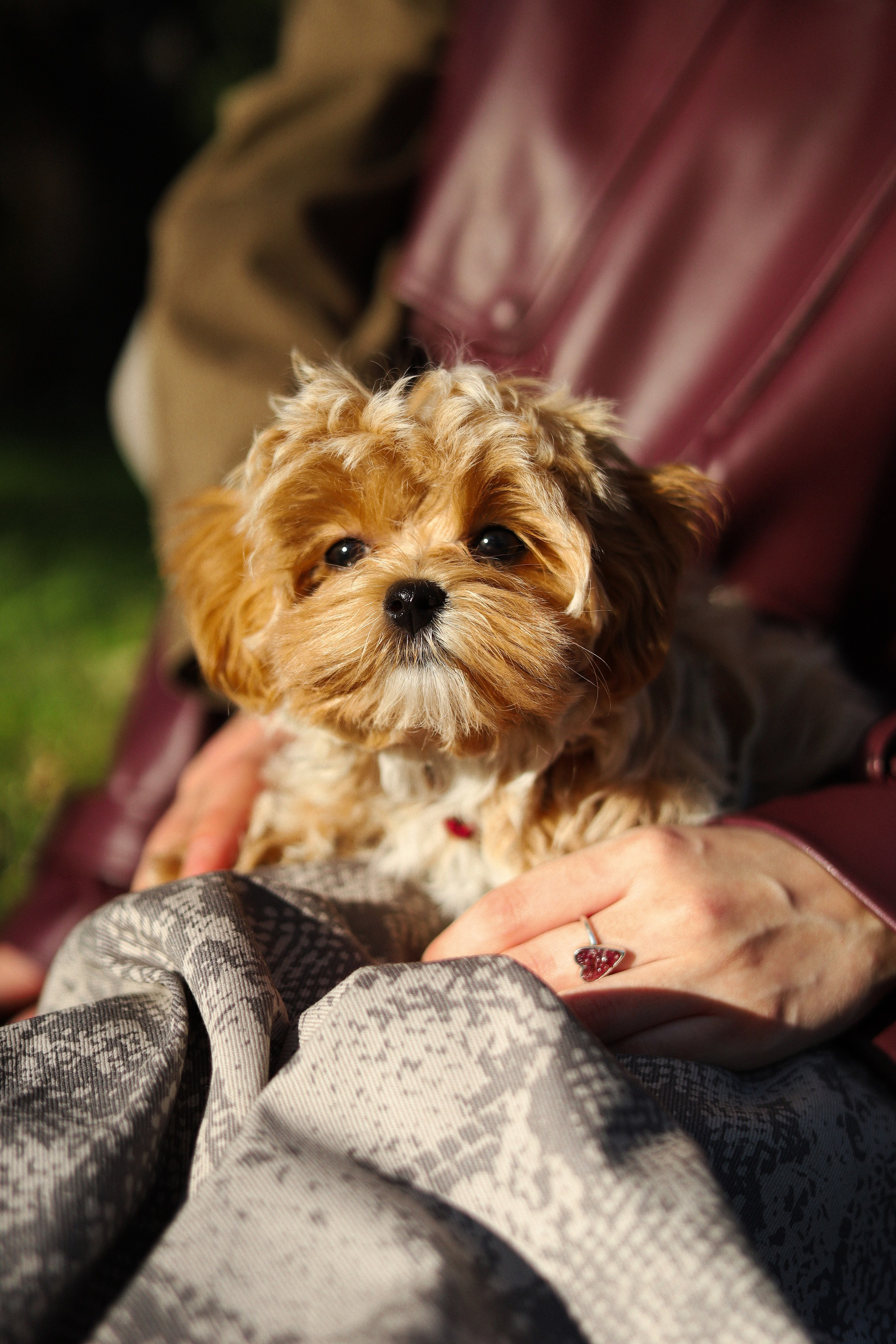 Лили, Роман и Анастасия. Фотограф-анималист Ксения Шевцова|Москва