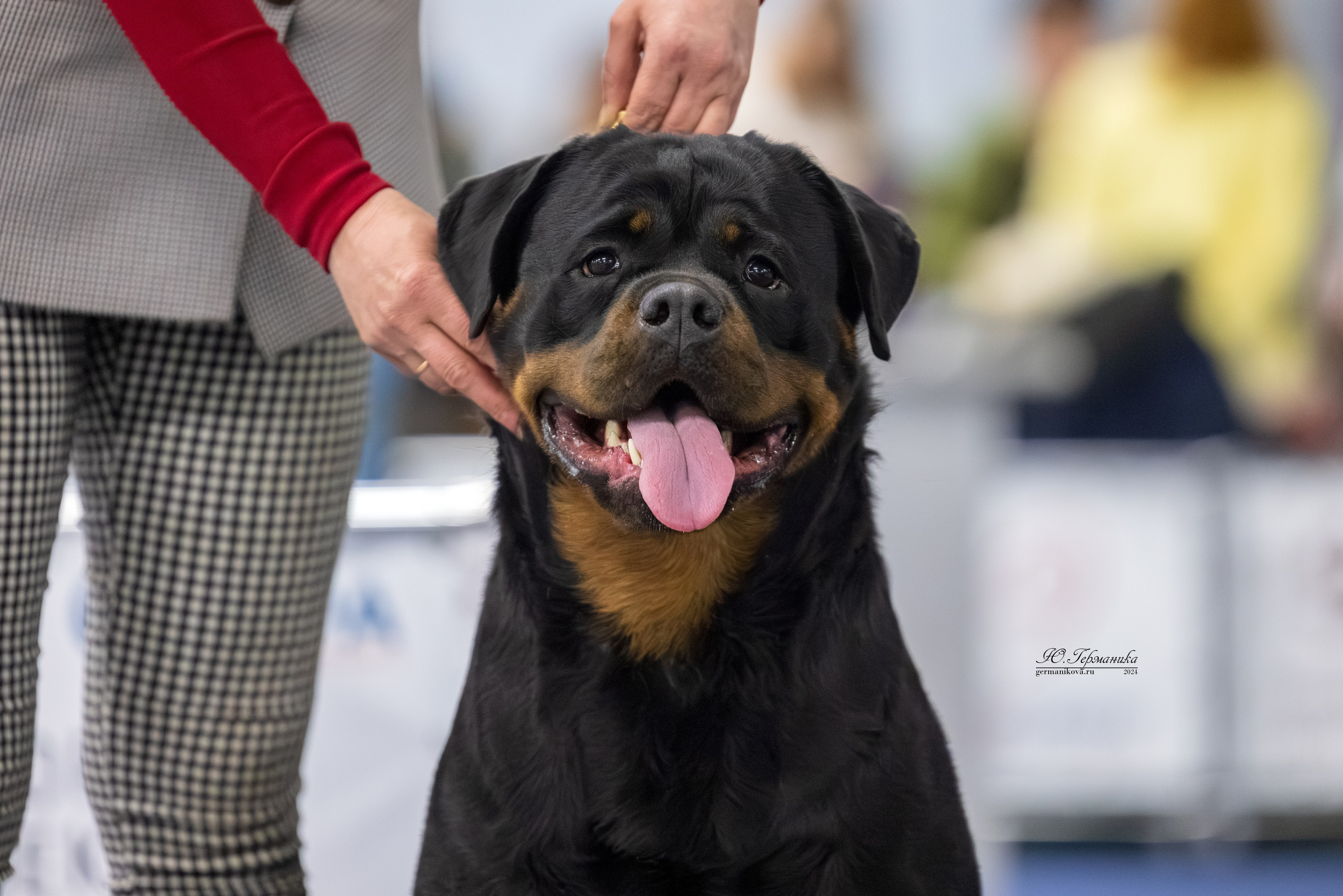 Сфера 08 и 10.03.2024 2хмоно ротвейлеров+2хмоно сао