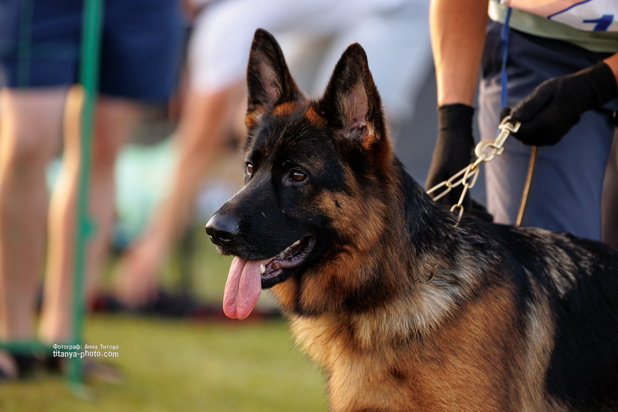 Немецкие овчарки: фото из рингов и вне ринга, мутпроба (фотографии с выставок). Фотограф собак, фотограф-анималист Аня Титова (Titanya). Москва