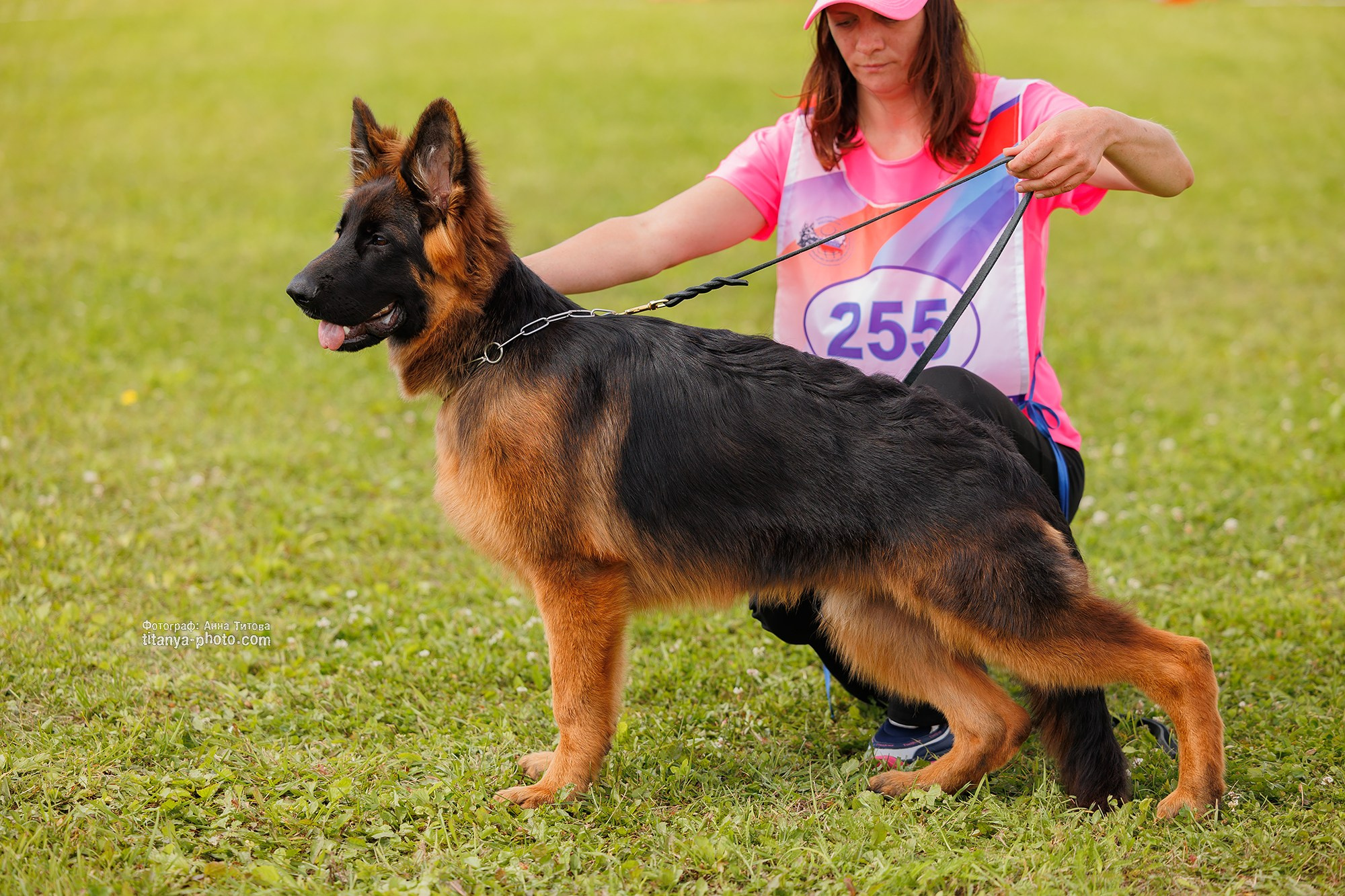 Немецкие овчарки: фото из рингов и вне ринга, мутпроба (фотографии с выставок). Фотограф собак, фотограф-анималист Аня Титова (Titanya). Москва