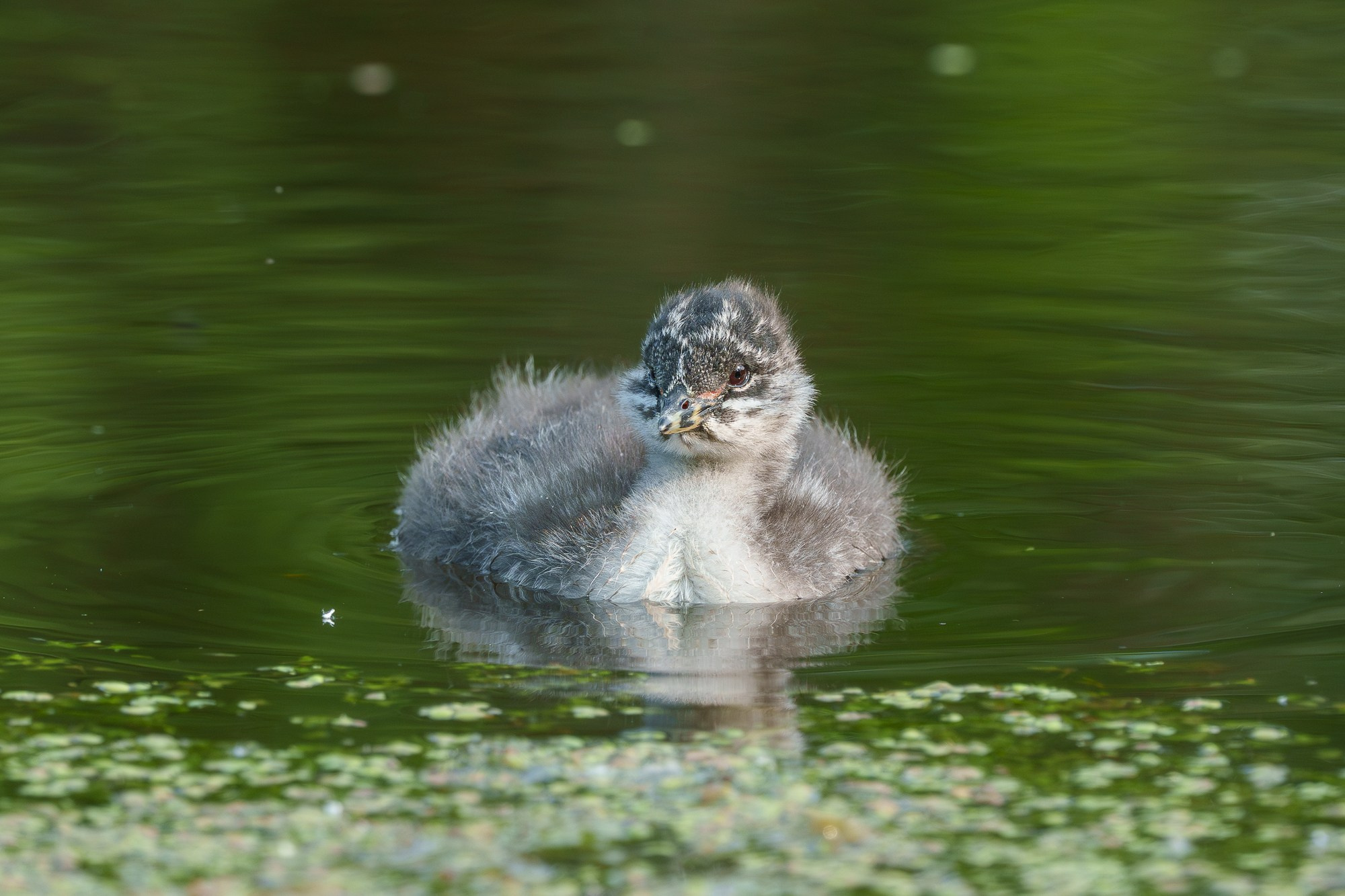 Удивительные мир птиц. Вокруг нас столько прекрасного — присмотритесь!. Ваш личный фотограф Марина Волкова