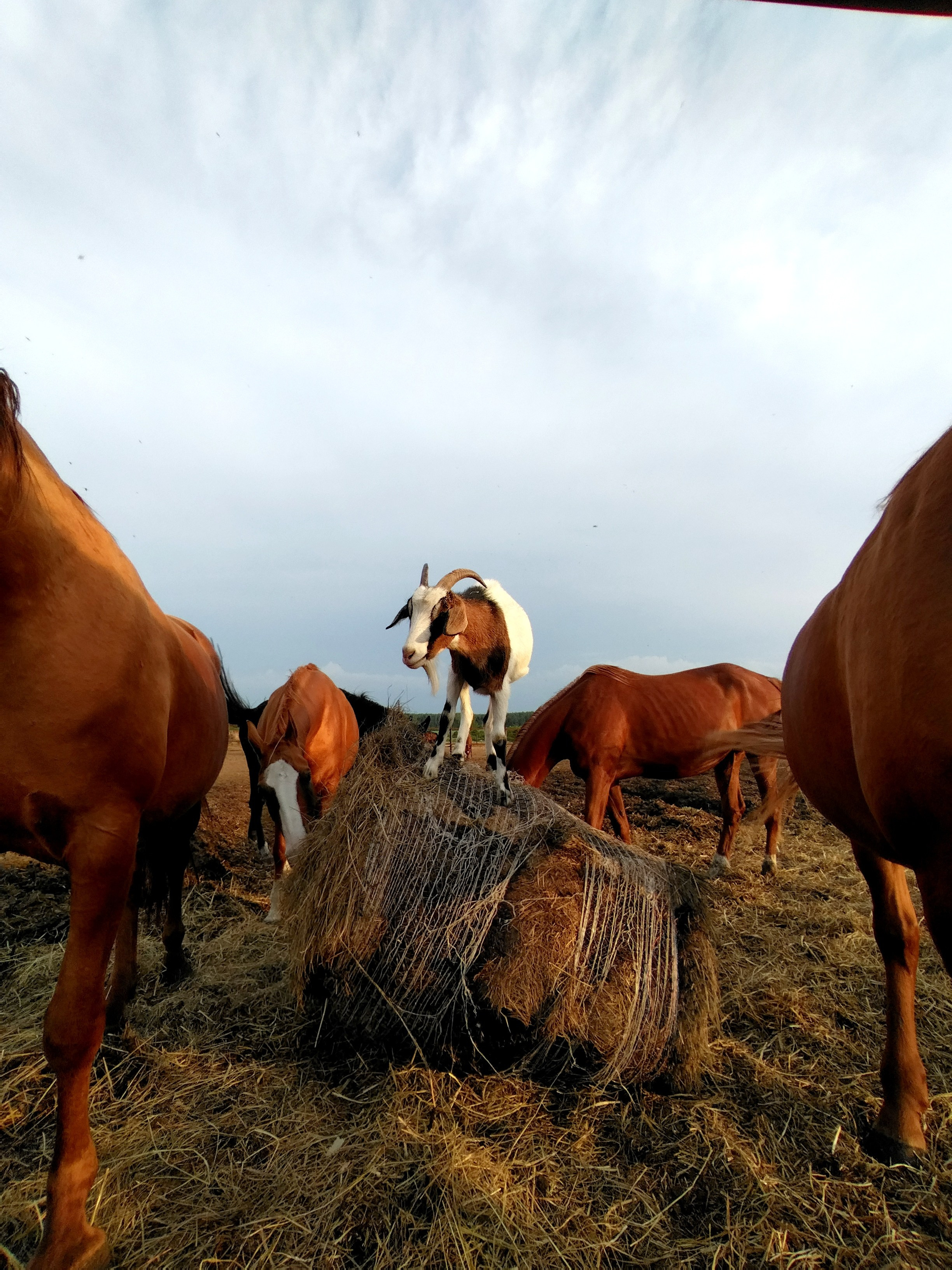 Съёмка животных. Семейный фотограф в Москве и МО Екатерина Ромащина