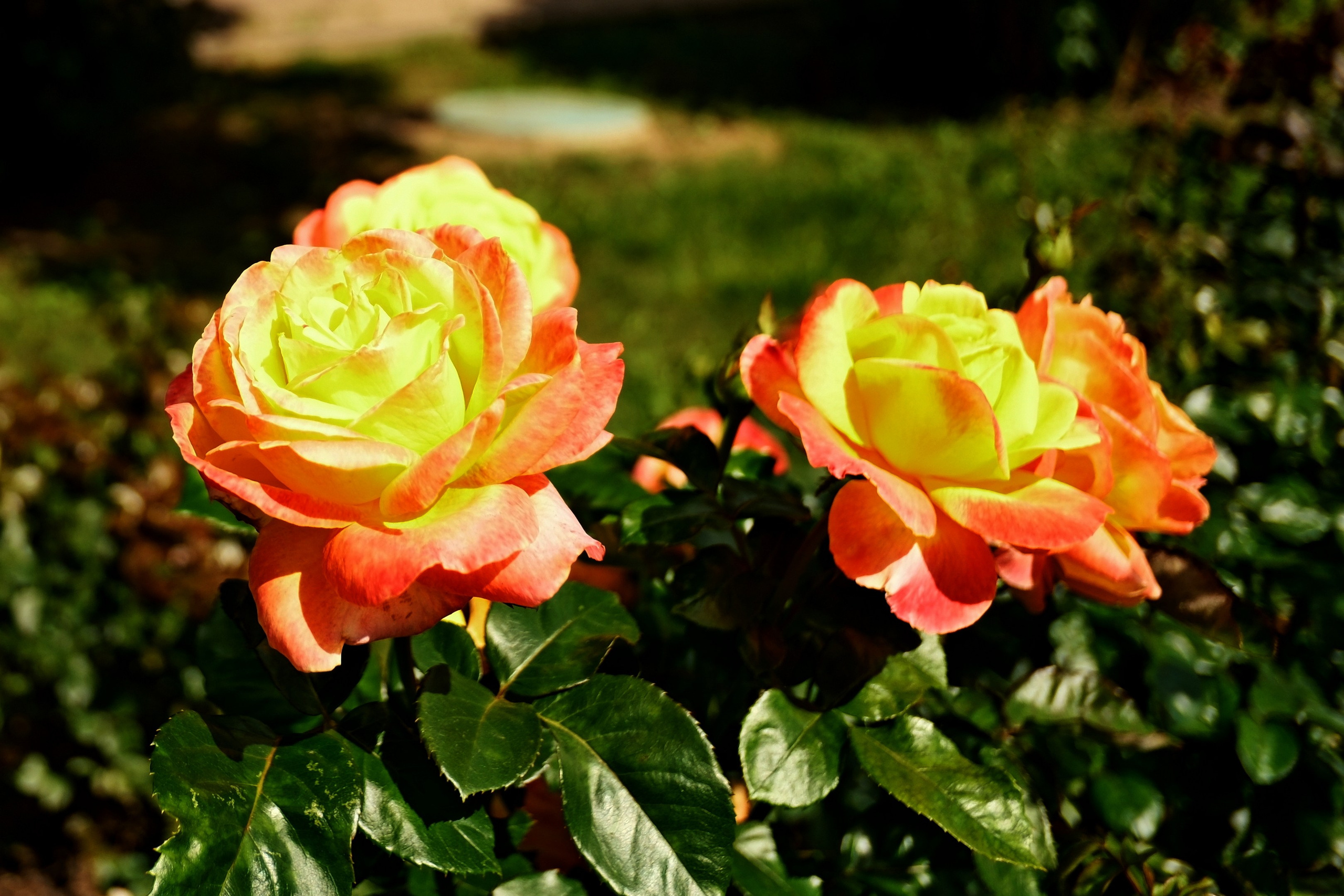 Коломенское 16.08.2025. Улица, люди, жизнь…