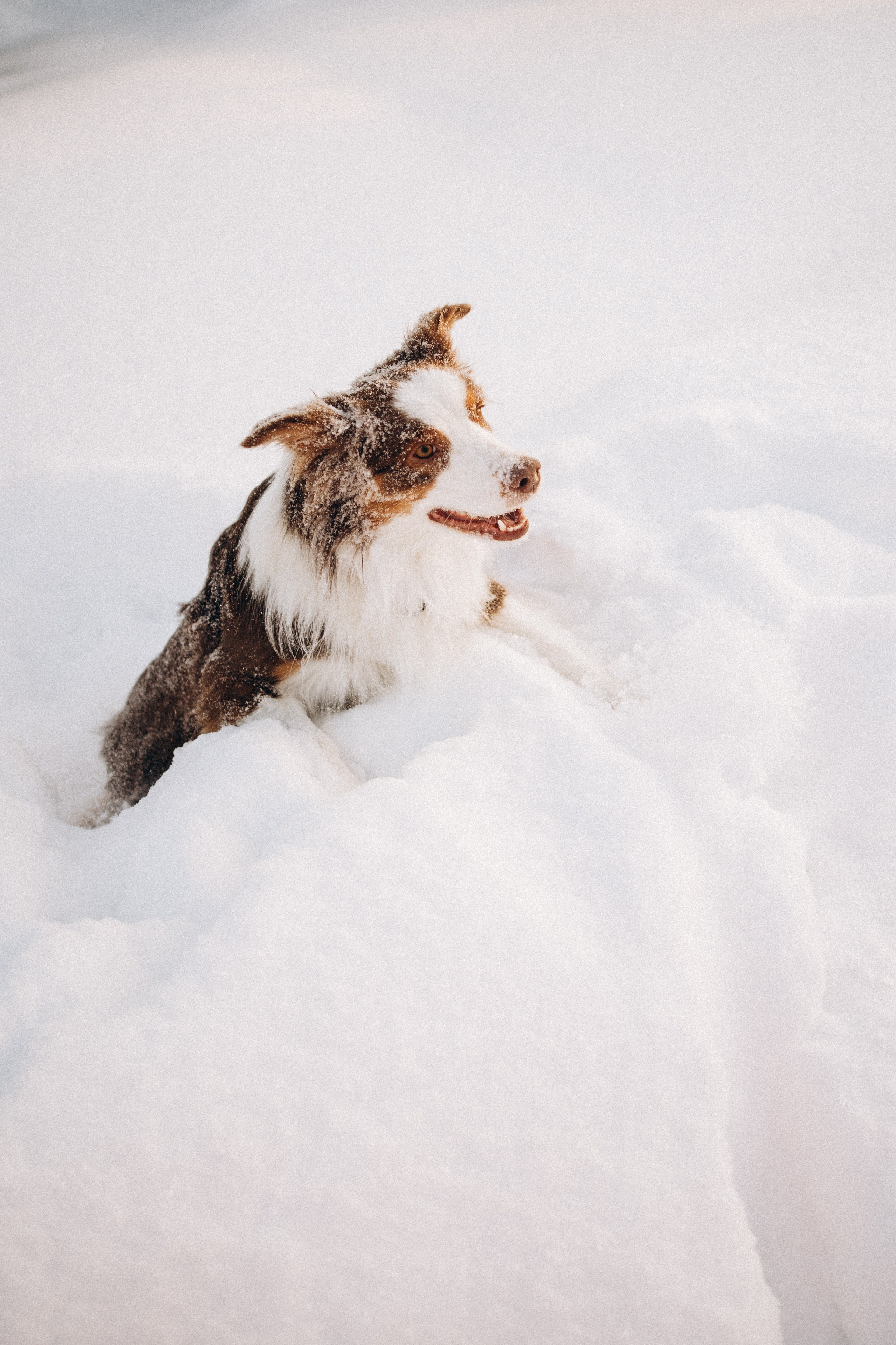 Айла и Харли. Фотограф-анималист Анастасия Большакова