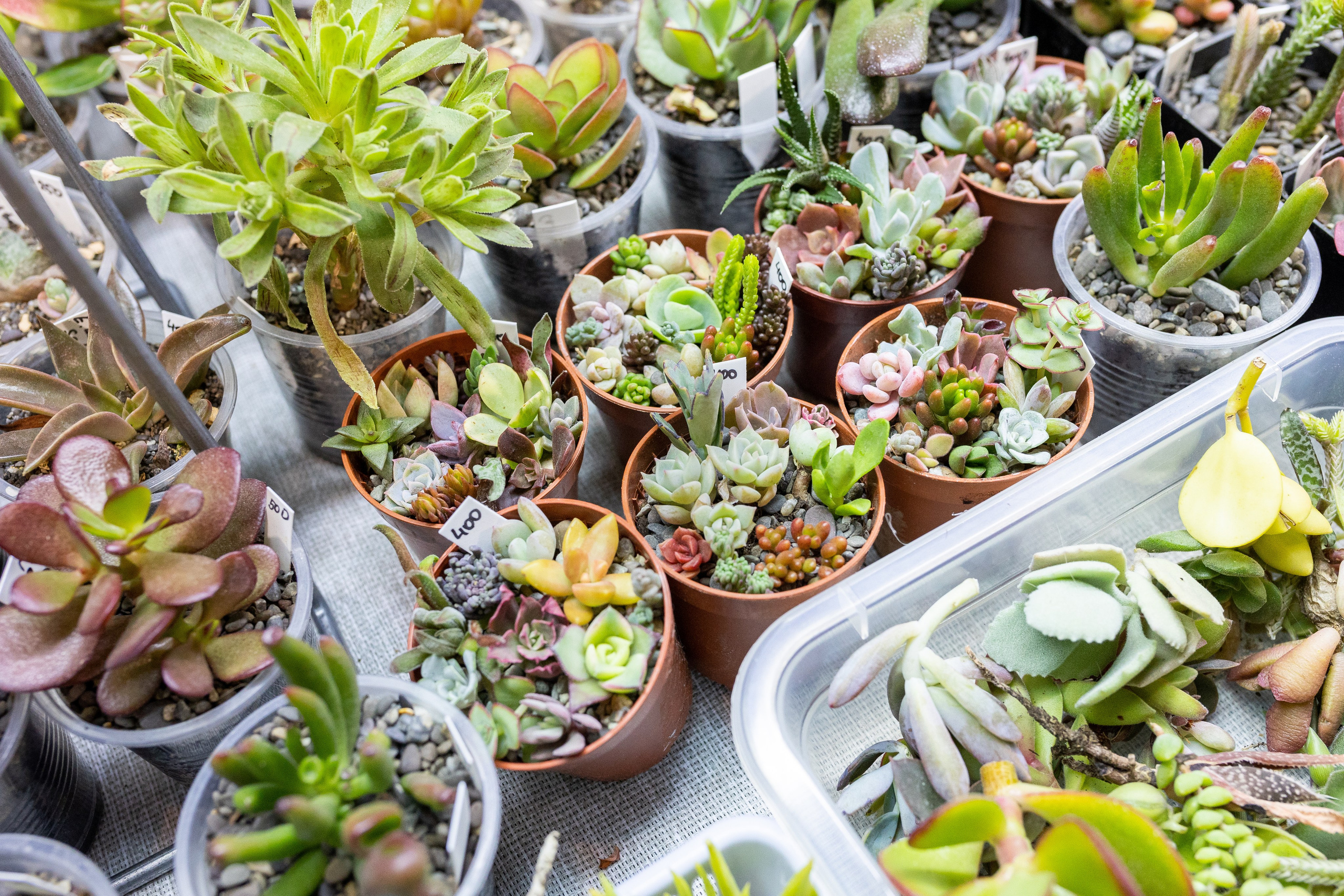 Meza market 2024. Александра Куликова фотограф, Москва