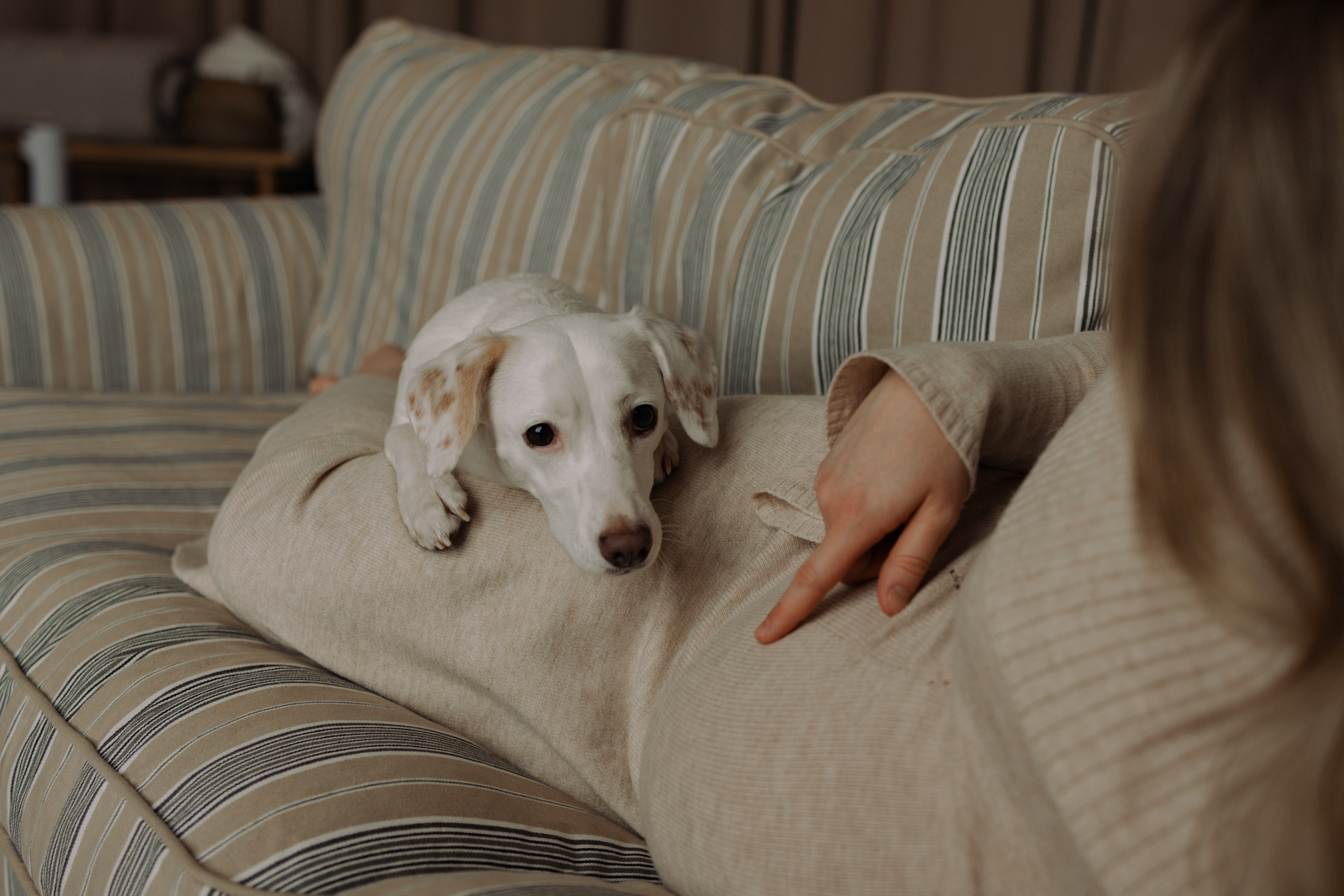Луна и ее семья. Фотограф — Анималист | Санкт-Петербург