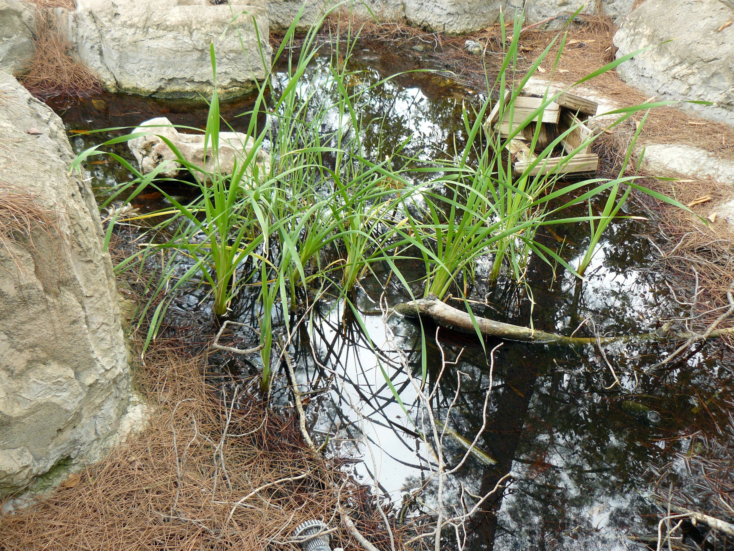 Кемер, Чамьюва 2008. Избранные фотографии