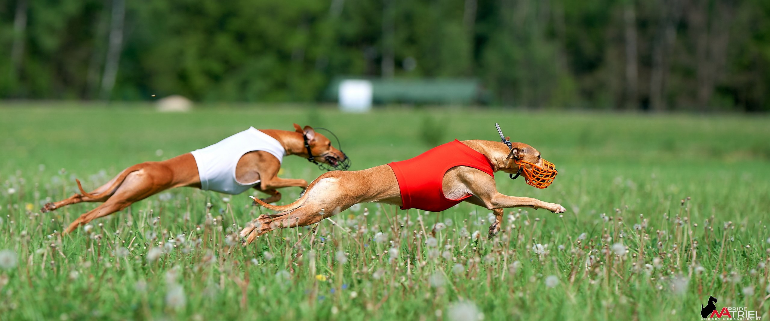 Съемка курсинг — галерея NATRIEL