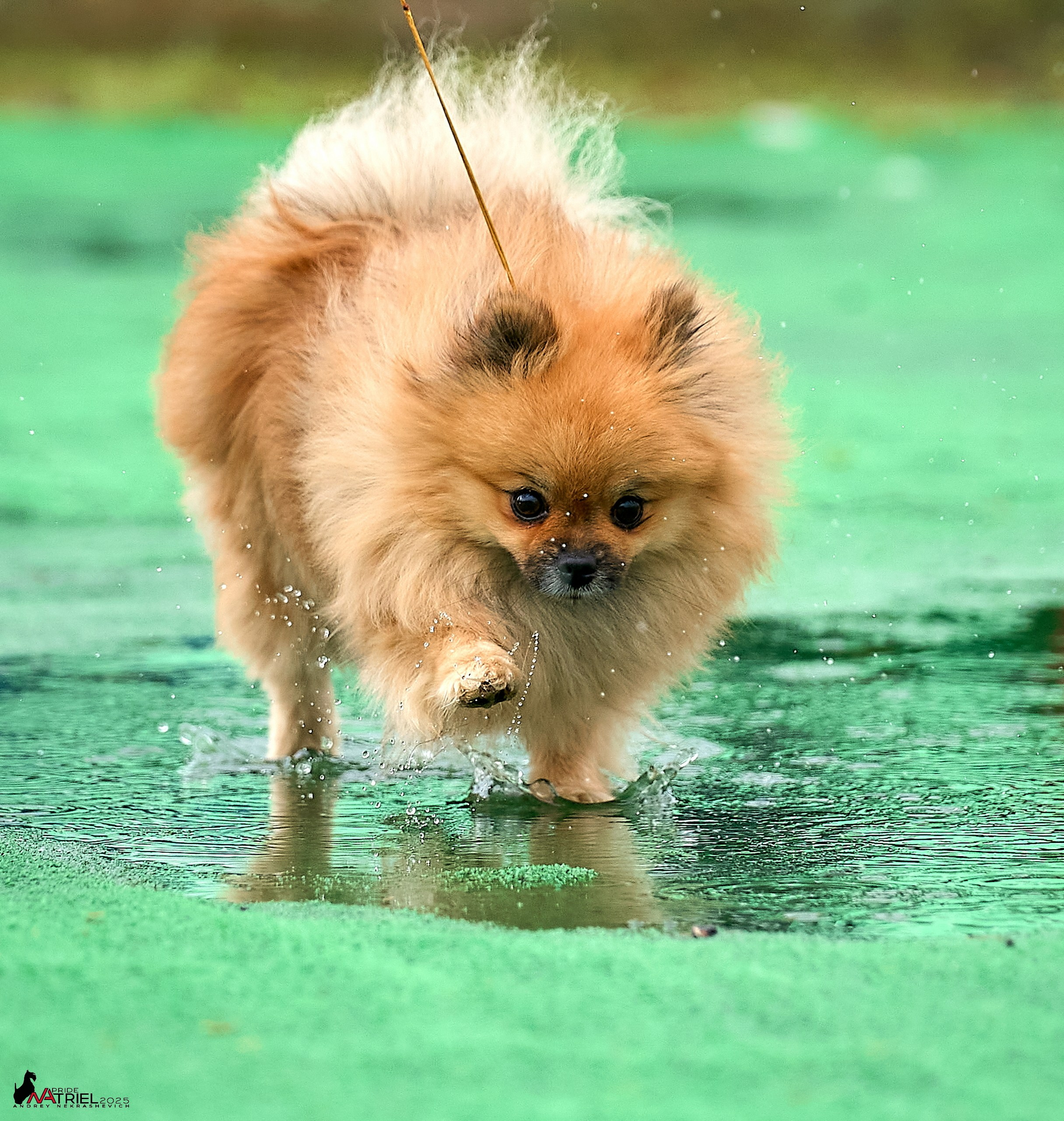 Репортаж с выставки собак