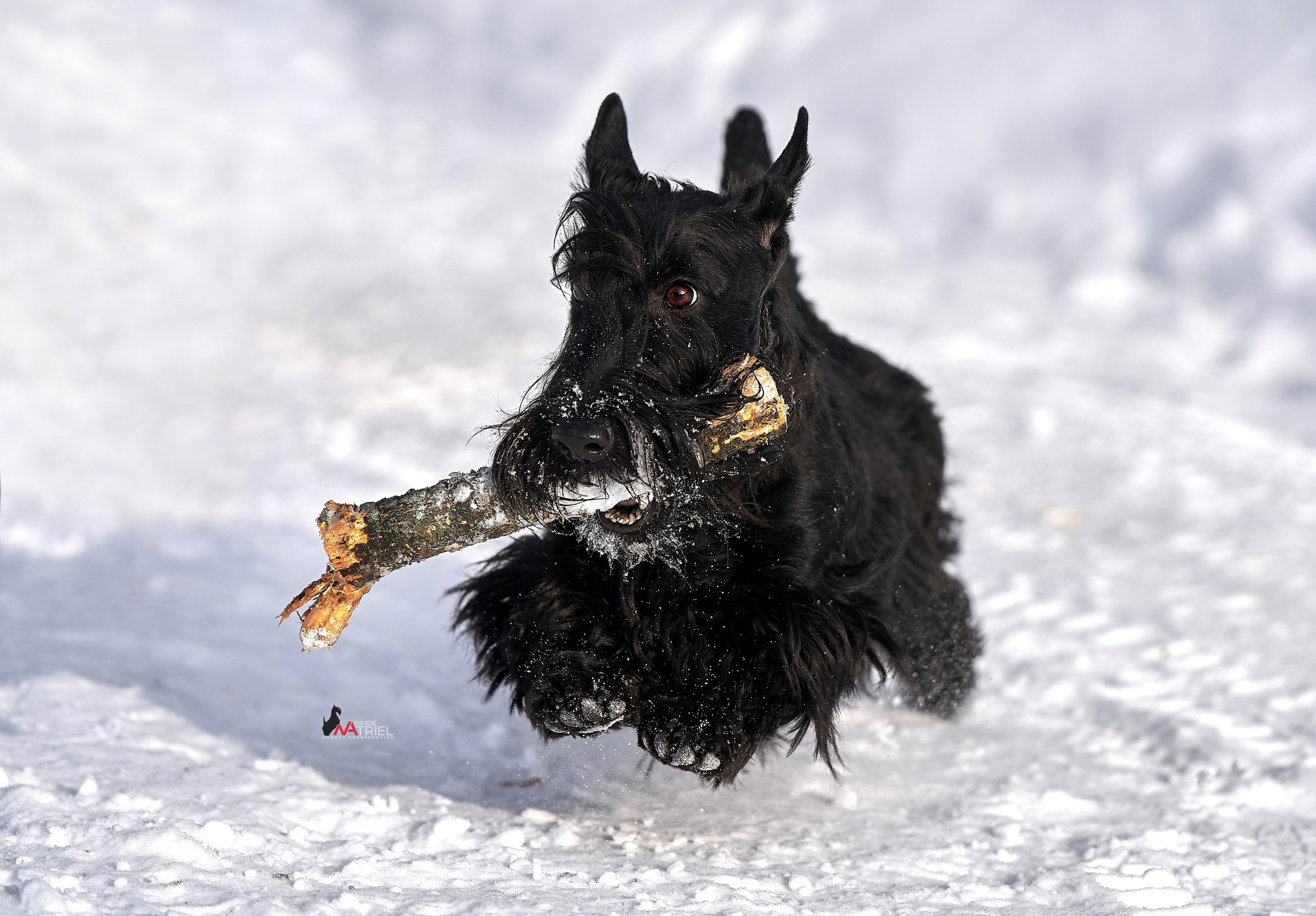 Прогулка в движении — галерея NATRIEL