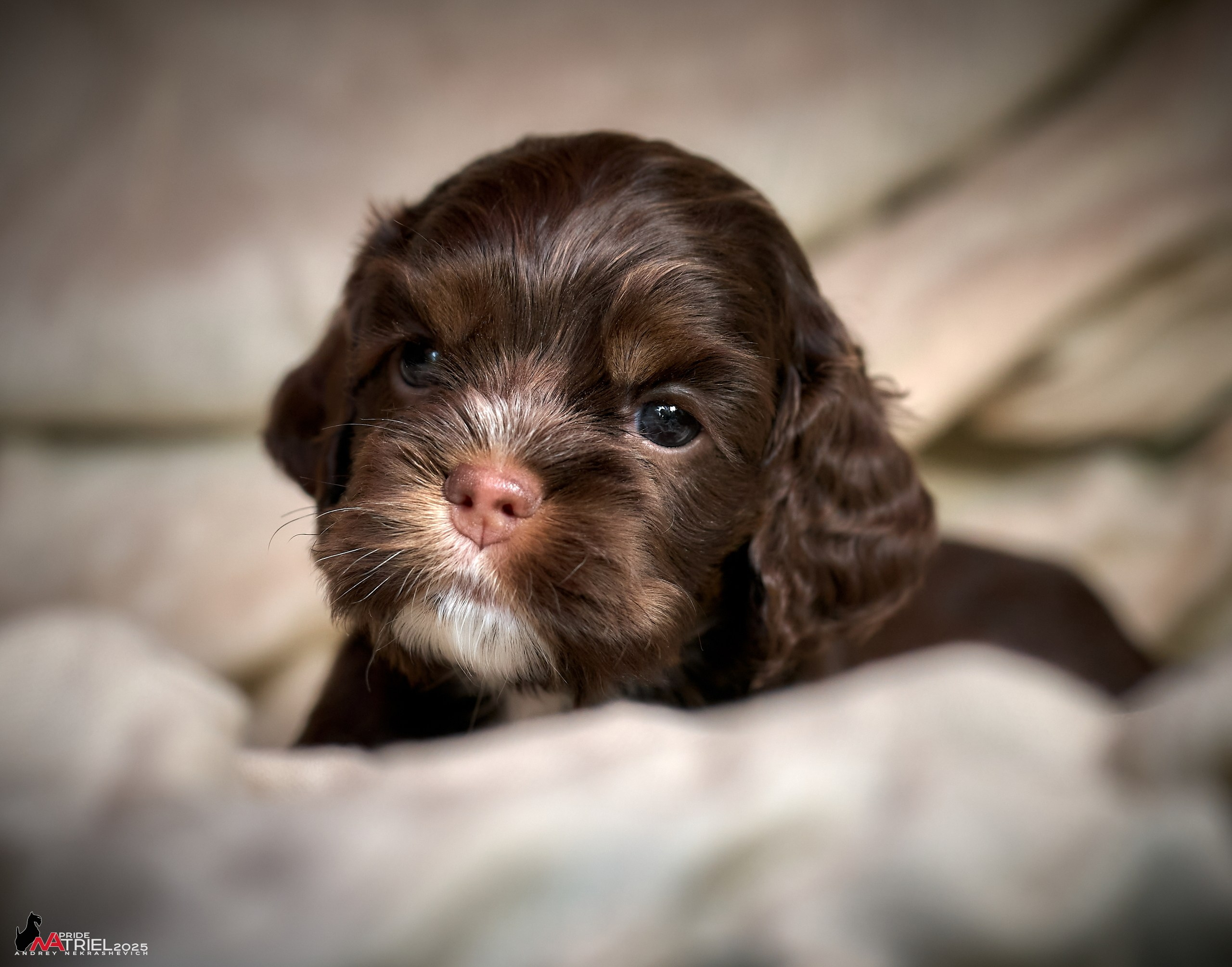 Щенки АмКокеров