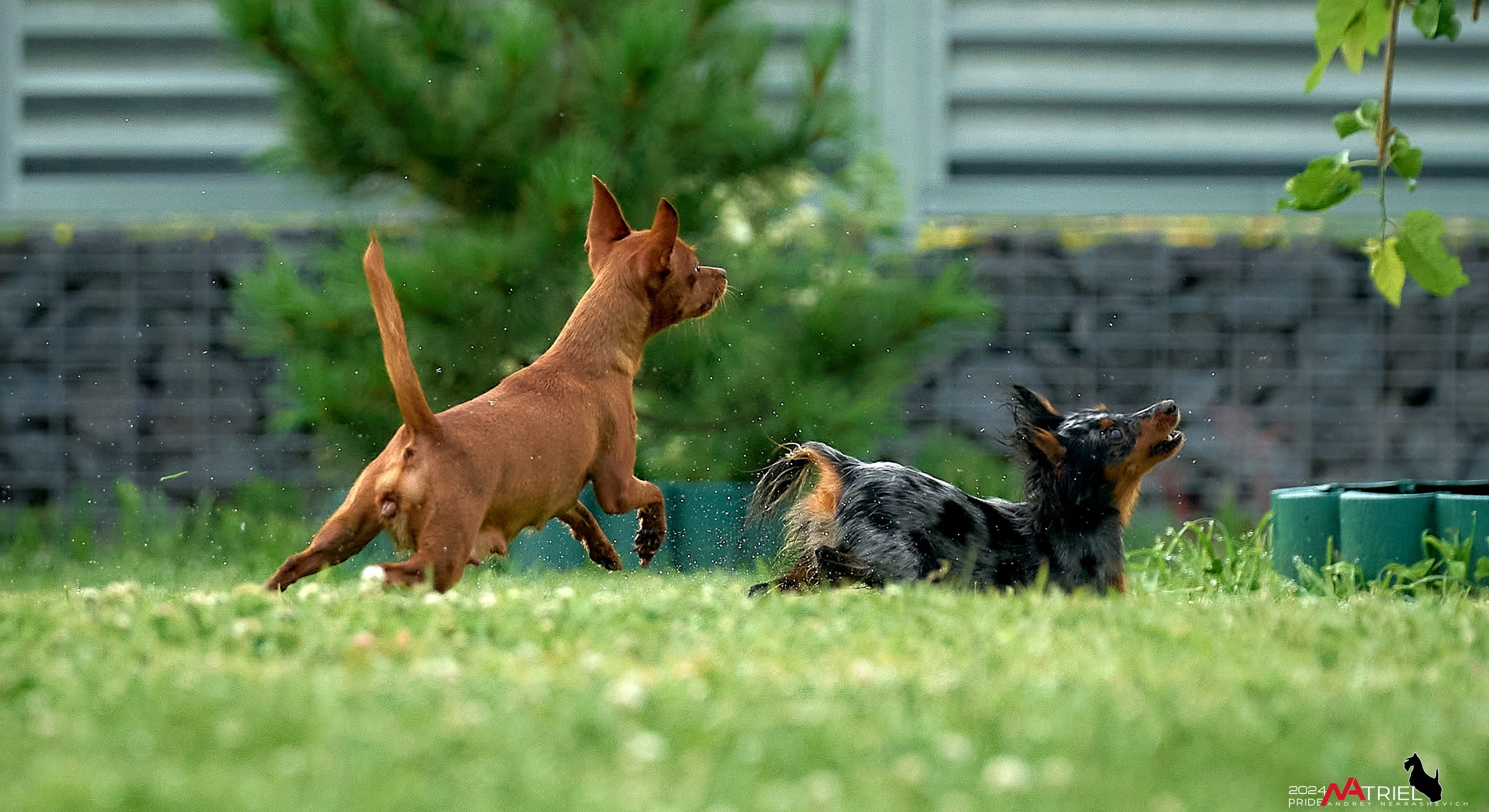 Фотопрогулка с крысариками
