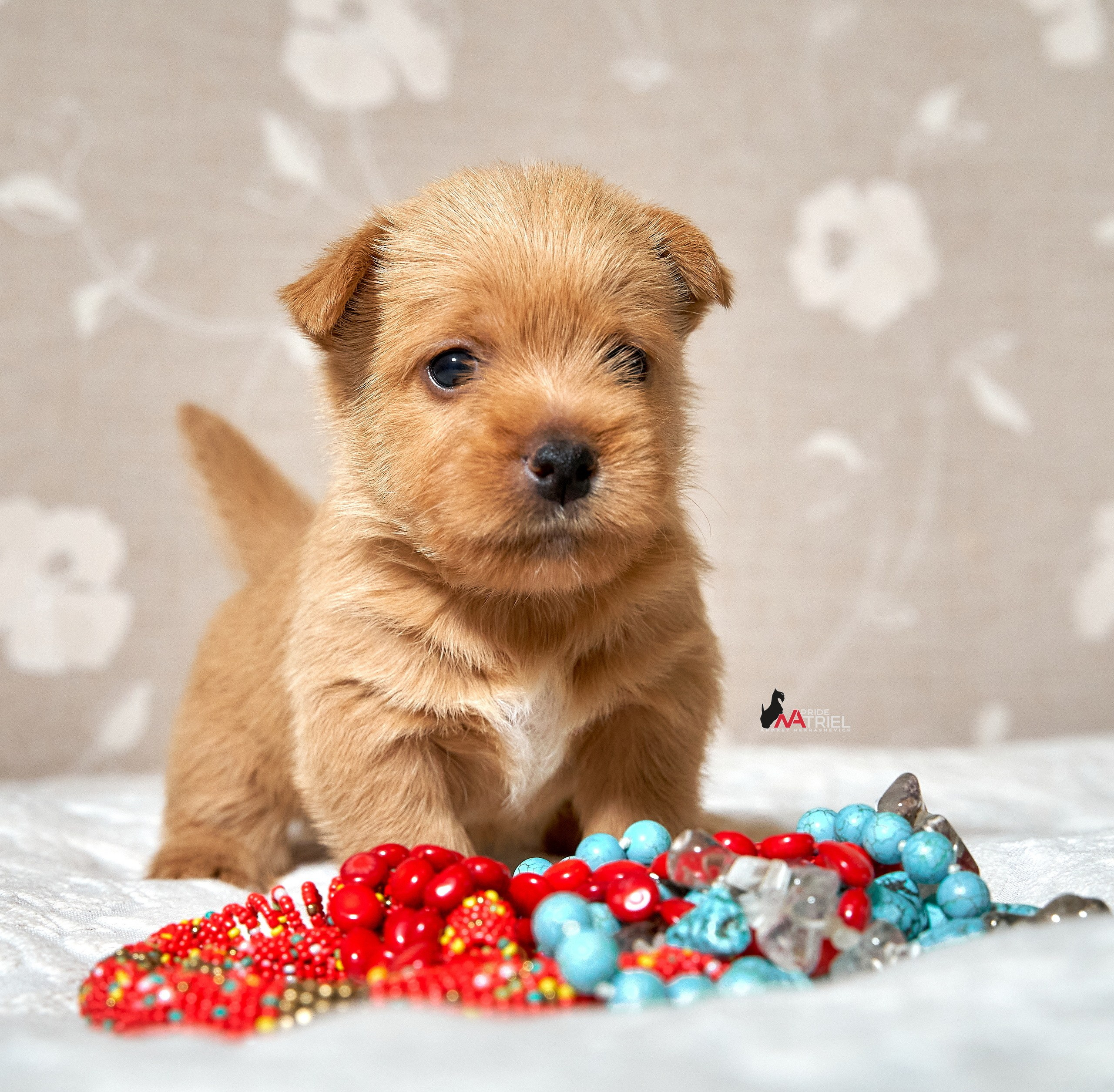 Щенки дома — галерея NATRIEL