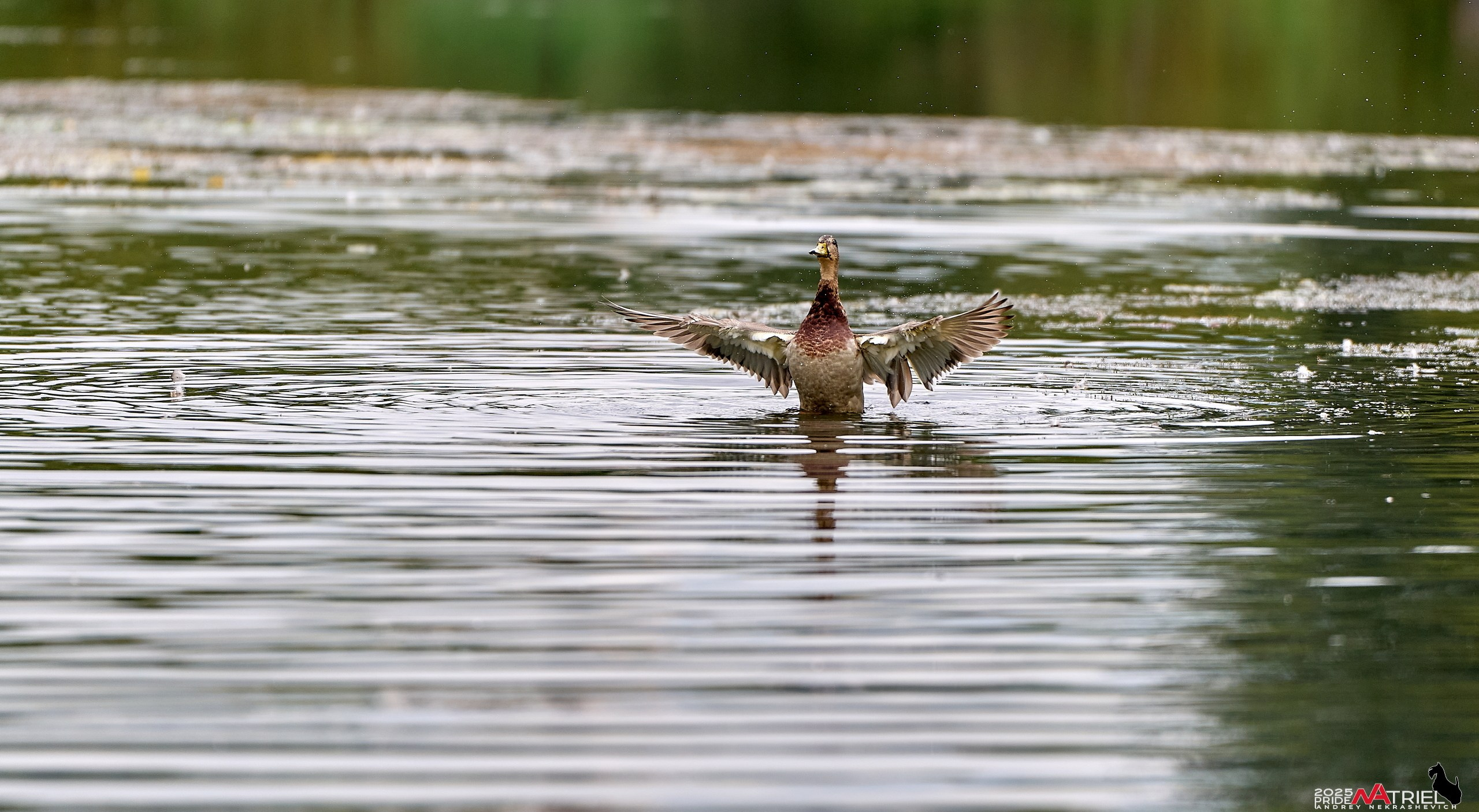 Утки на пруду
