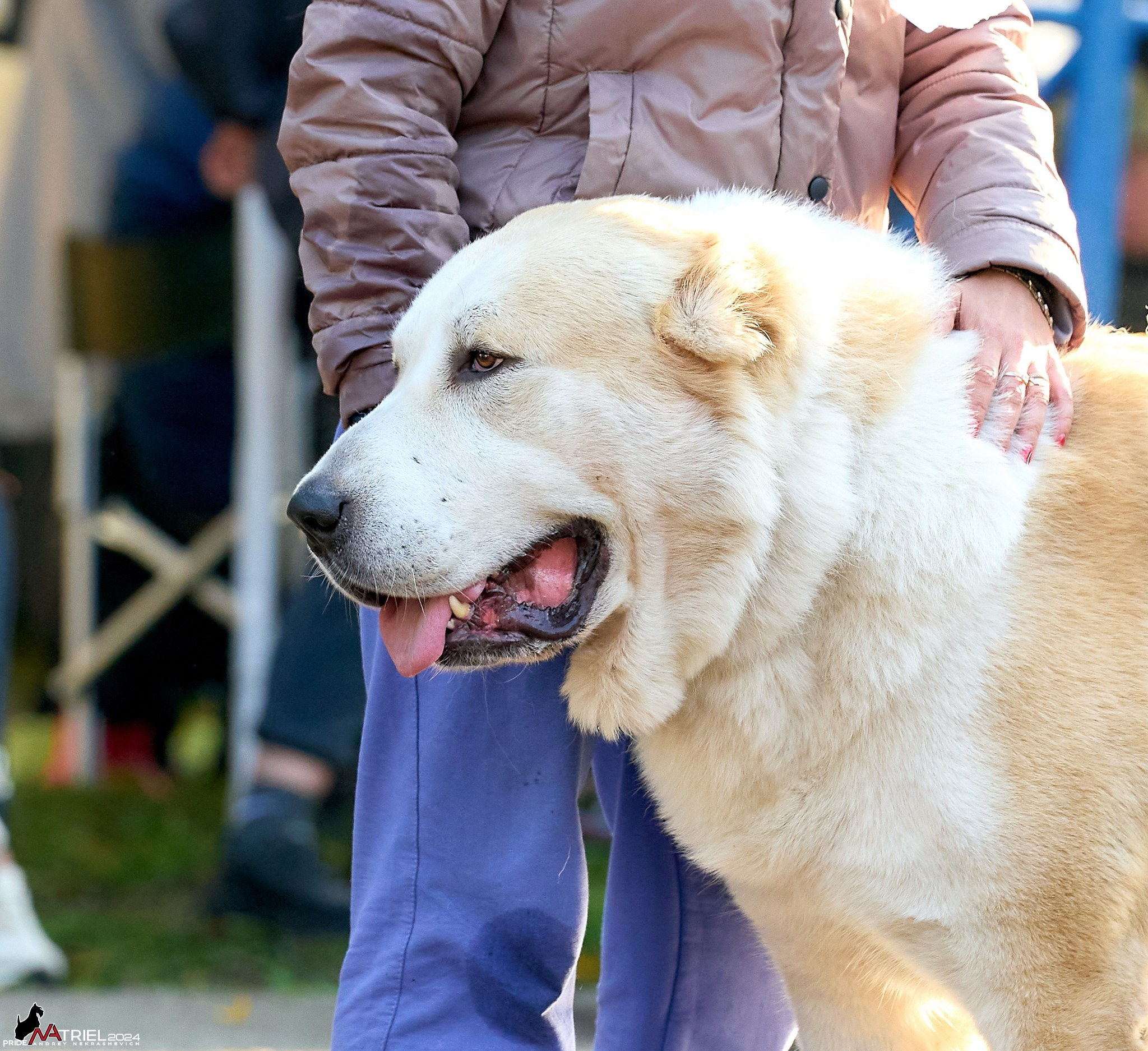 Съемка на выставке САО в Александров
