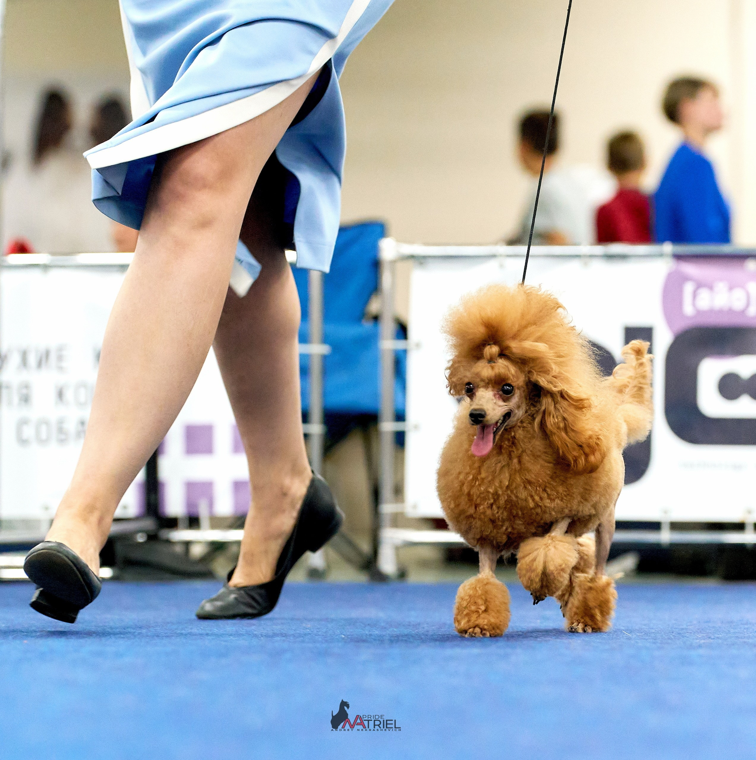 Работа в рингах — галерея NATRIEL