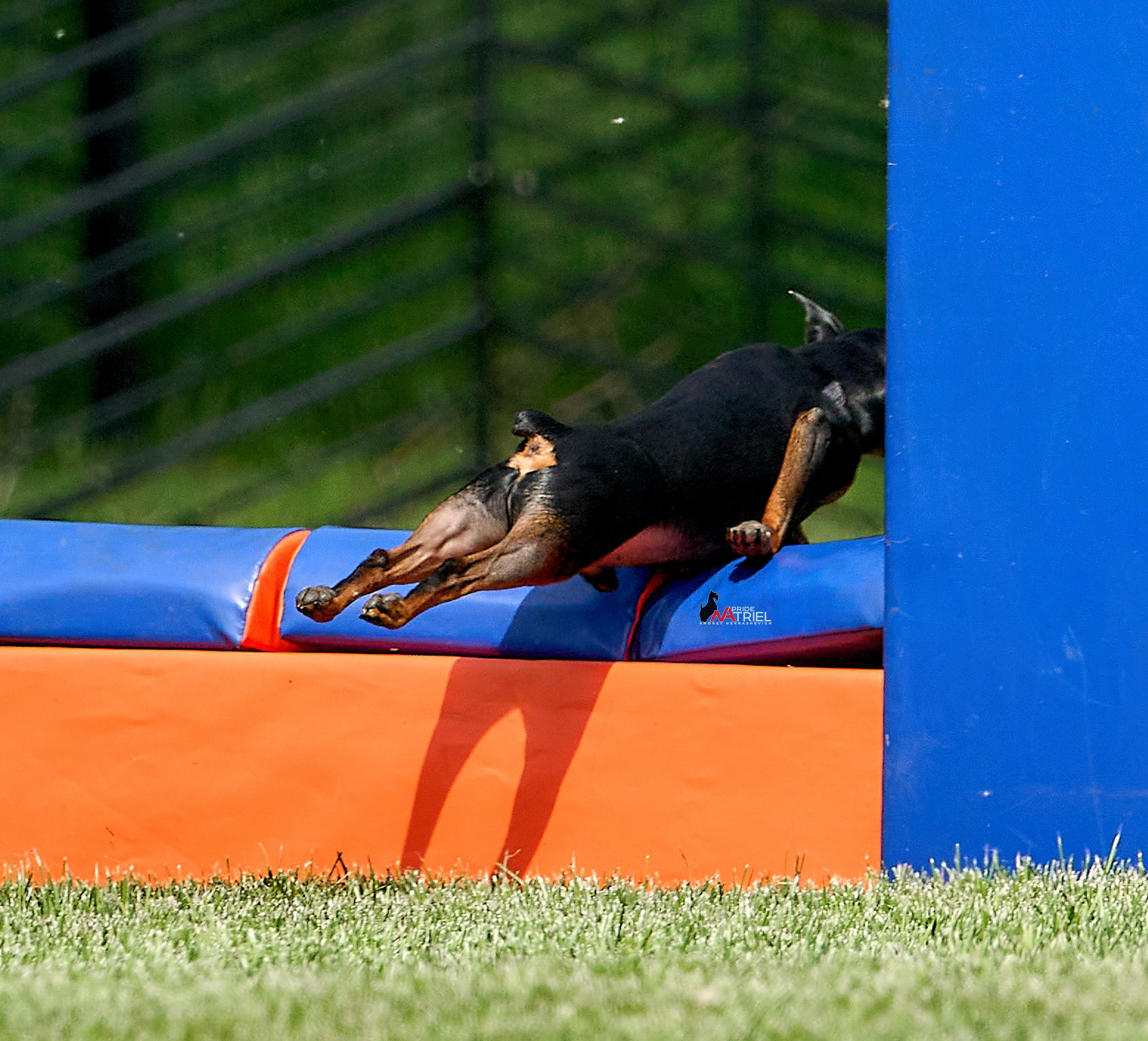 Аджилити — галерея NATRIEL