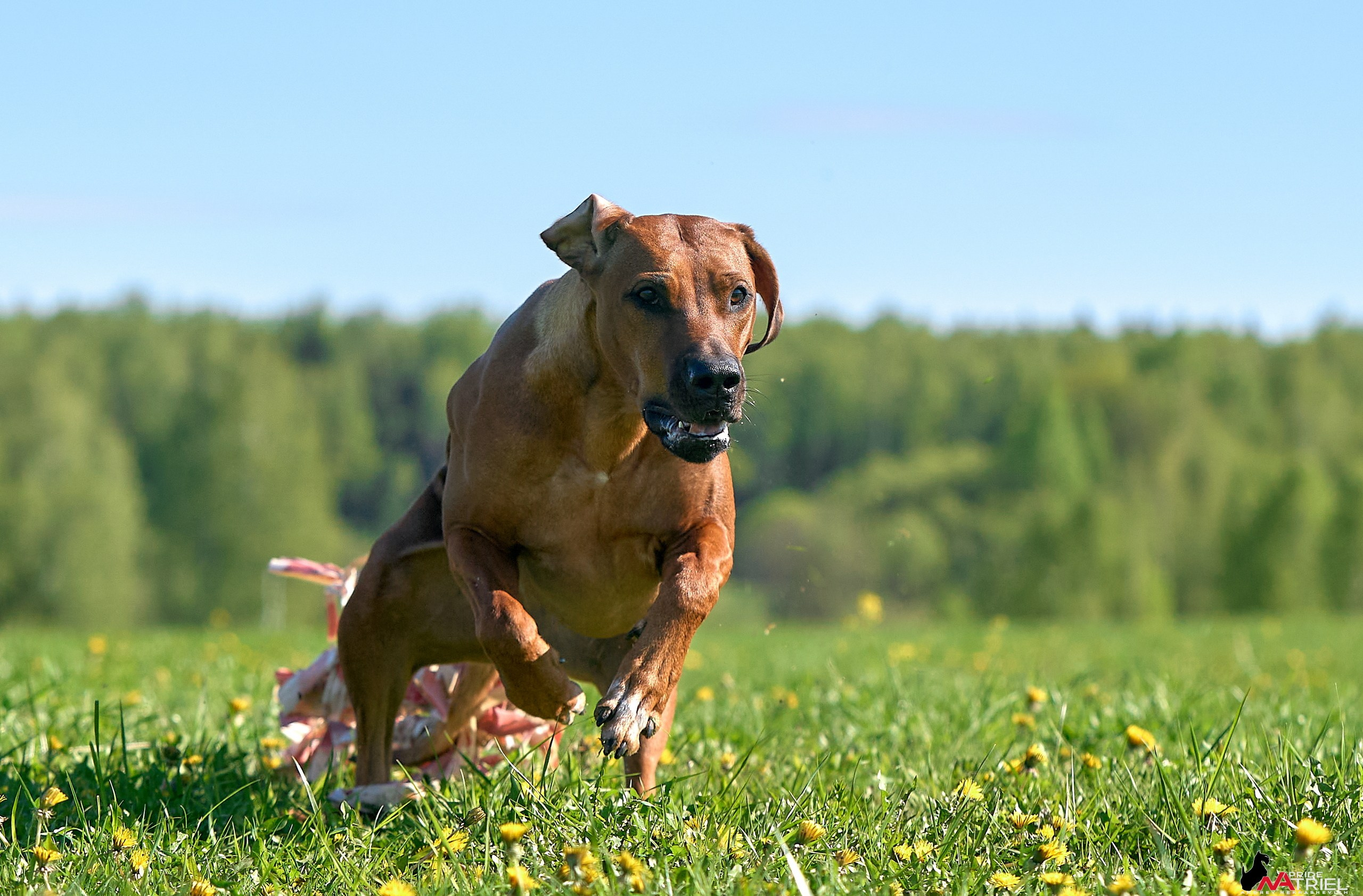 Съемка курсинг — галерея NATRIEL