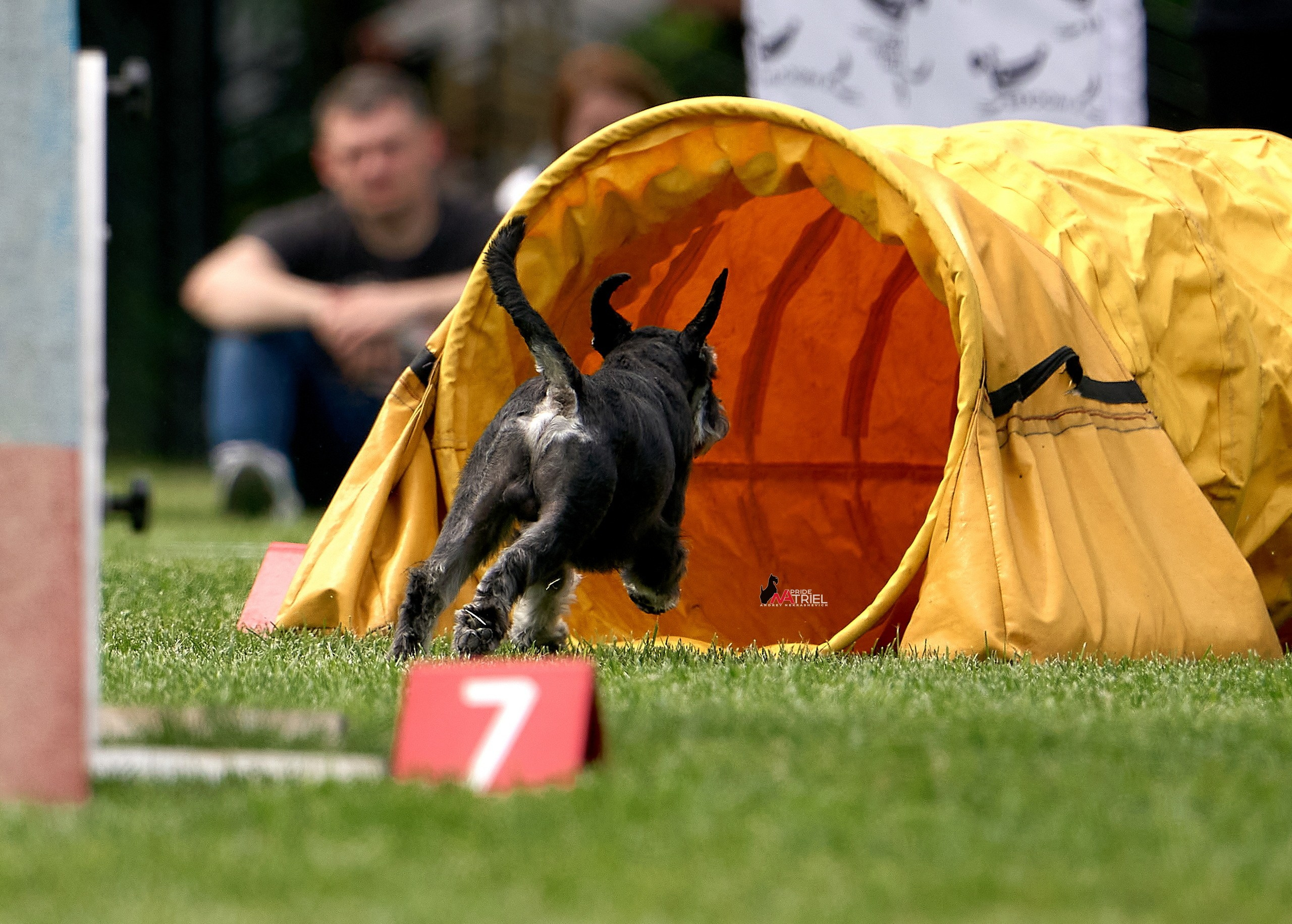 Аджилити — галерея NATRIEL