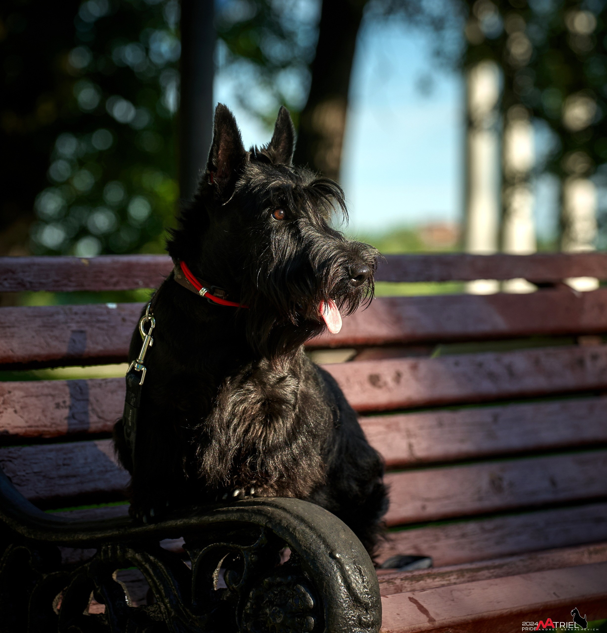 Семейная фотопрогулка с собаками