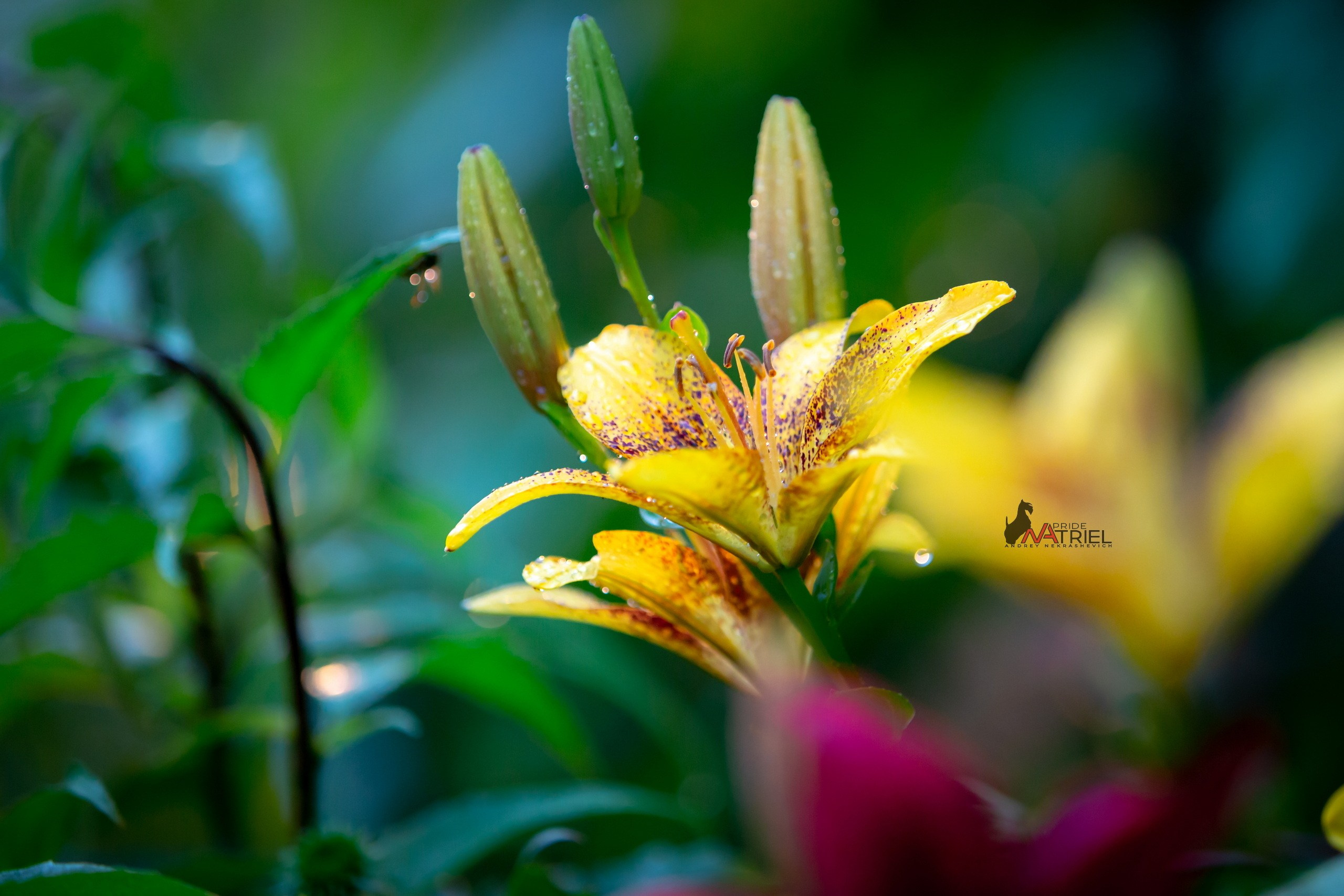 Лютики-цветочки — галерея NATRIEL