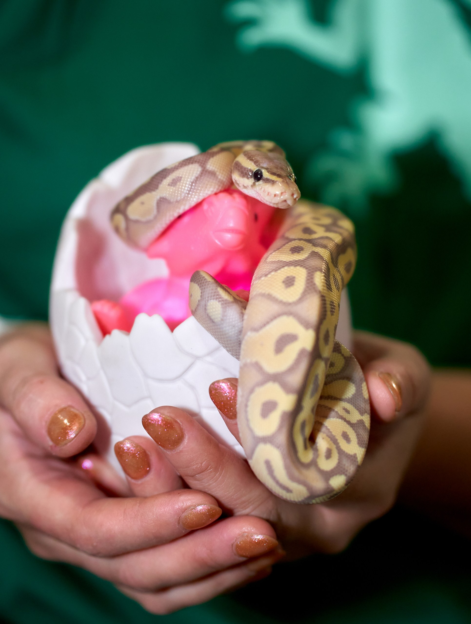 Рептилии — галерея NATRIEL