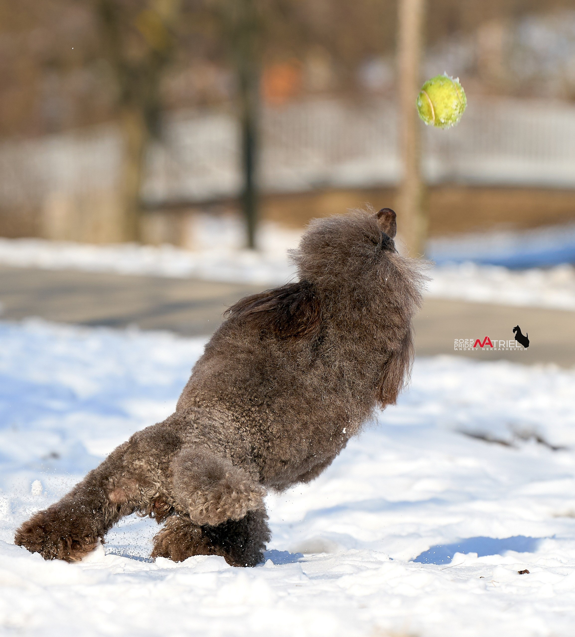 Фотопрогулка с пуделем