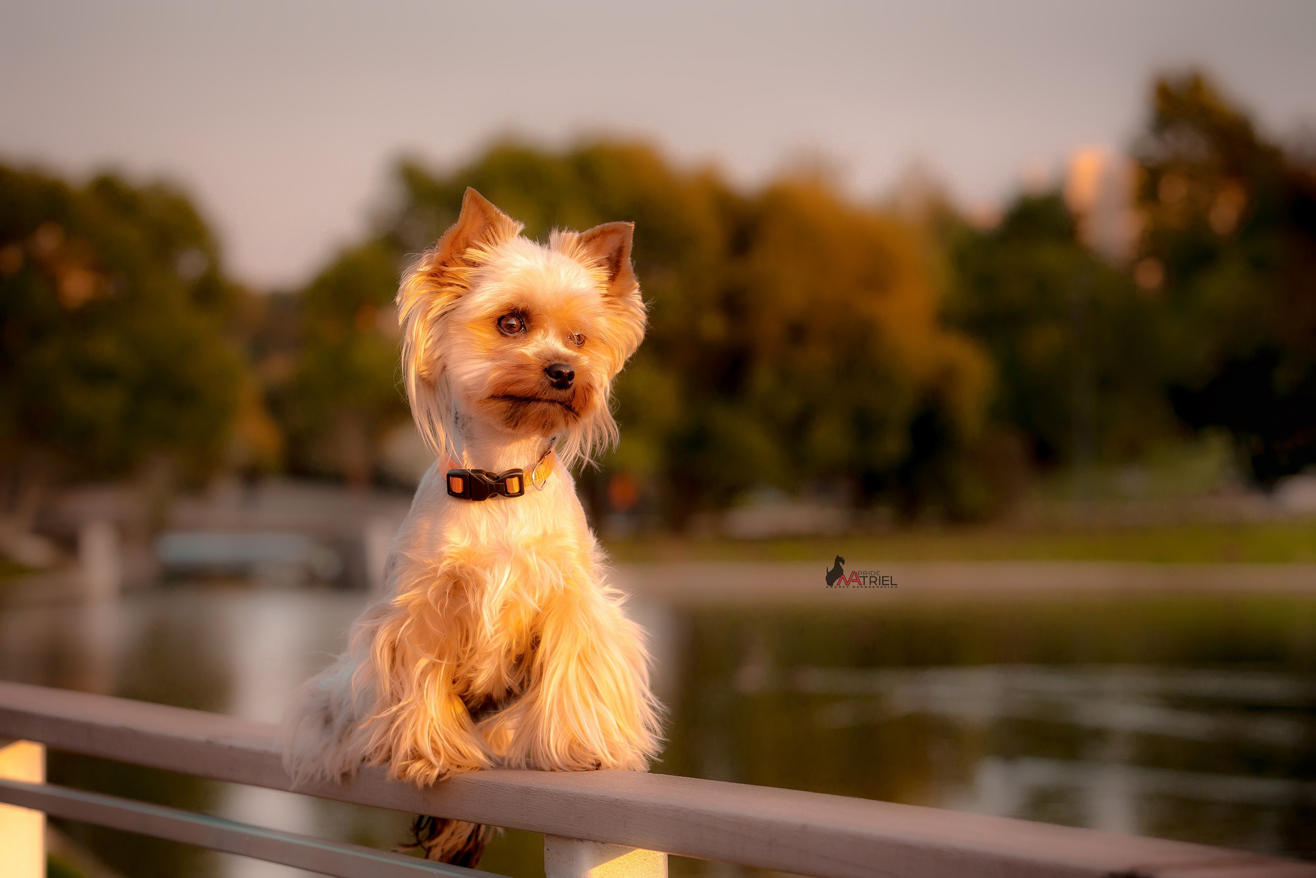 Йоркширский терьер Циля