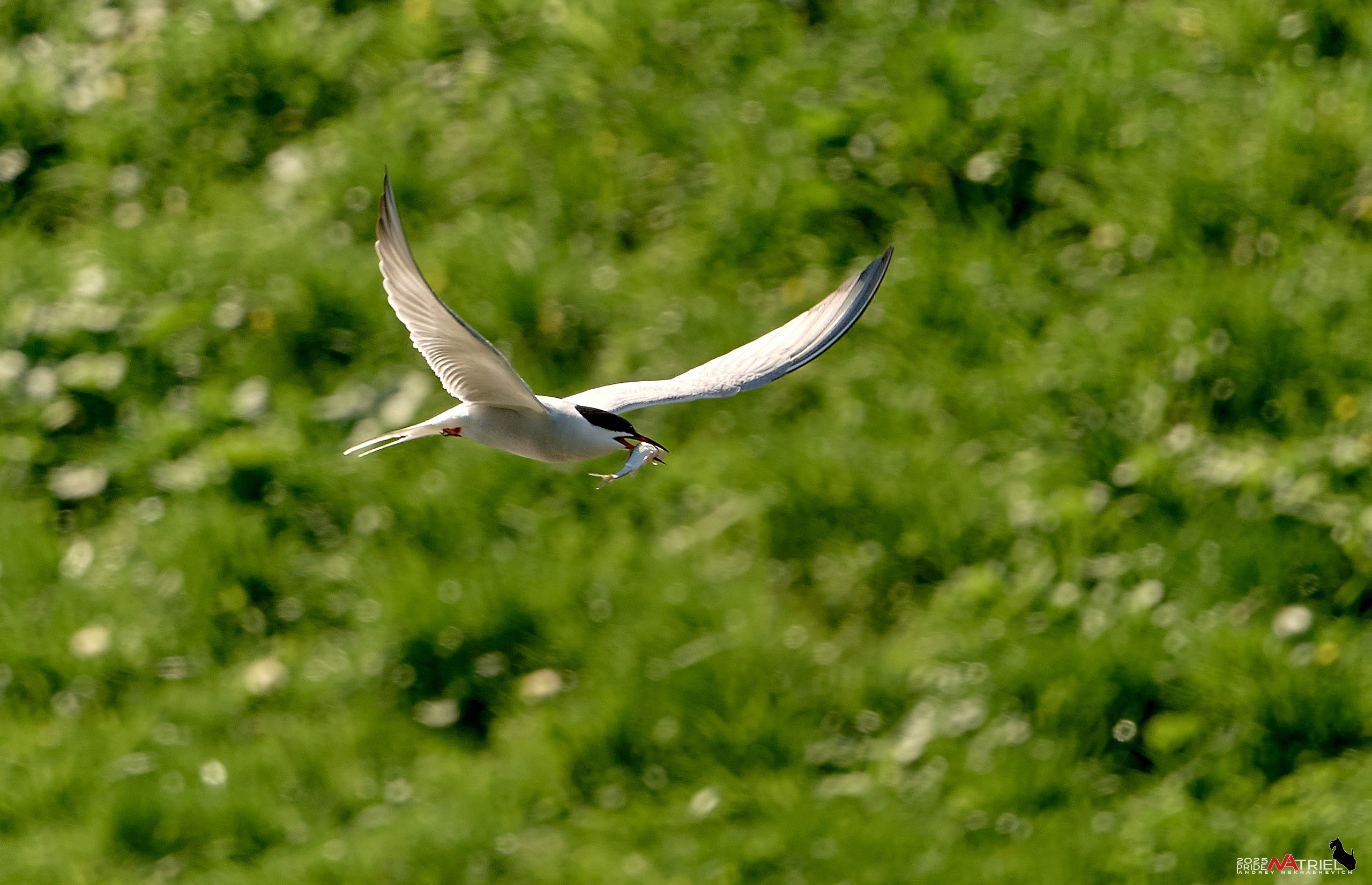 Птички и цветочки