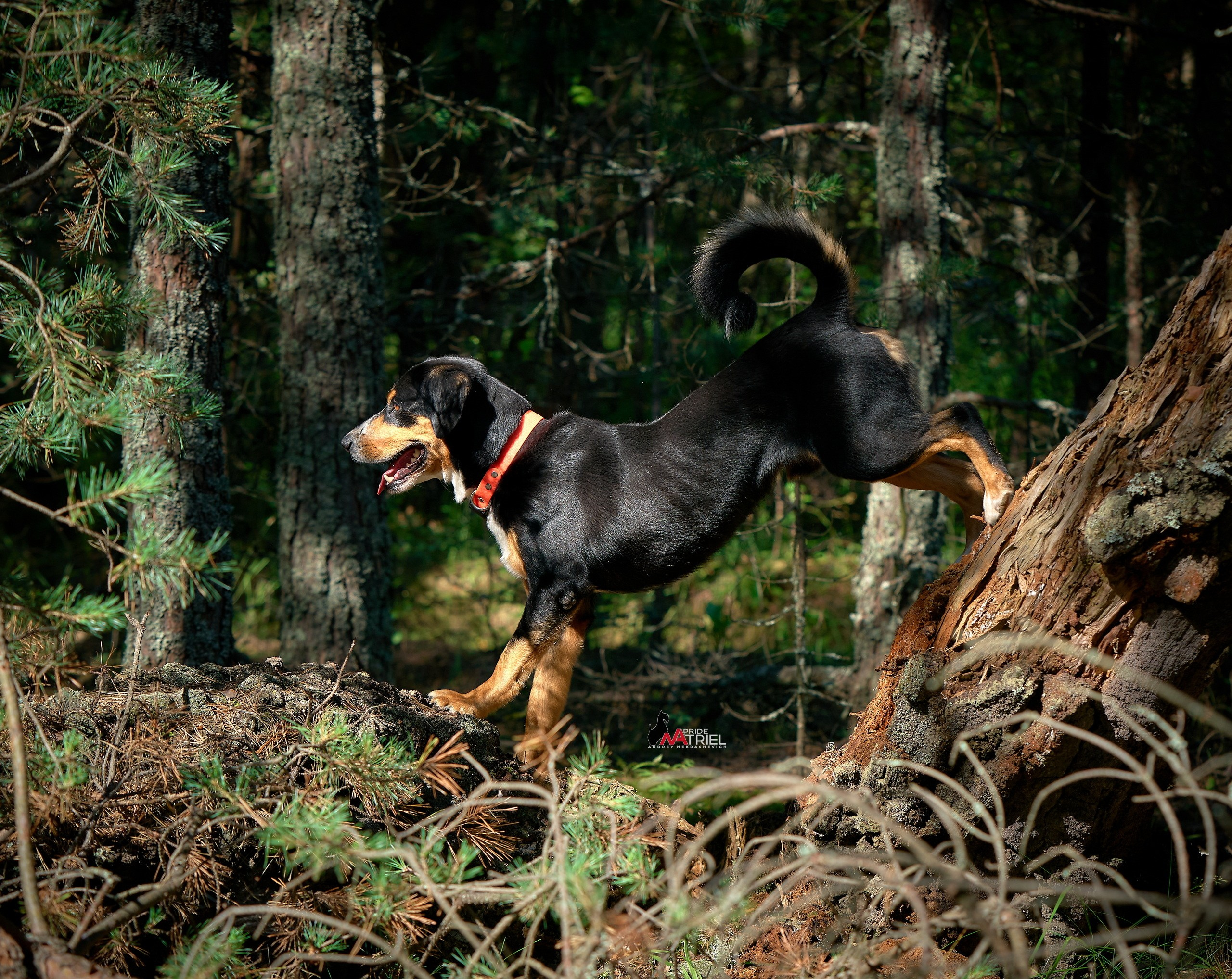Обидиенс и танцы с собаками — галерея NATRIEL