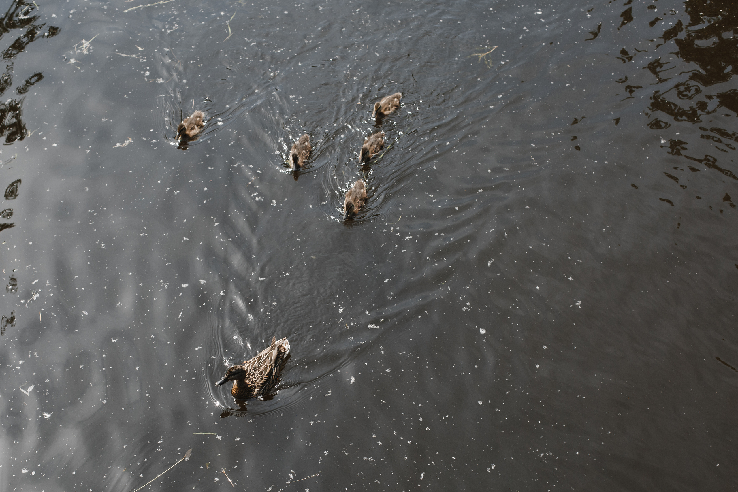 День рождения Марии. Свадебный фотограф СПБ I Иван Ильин