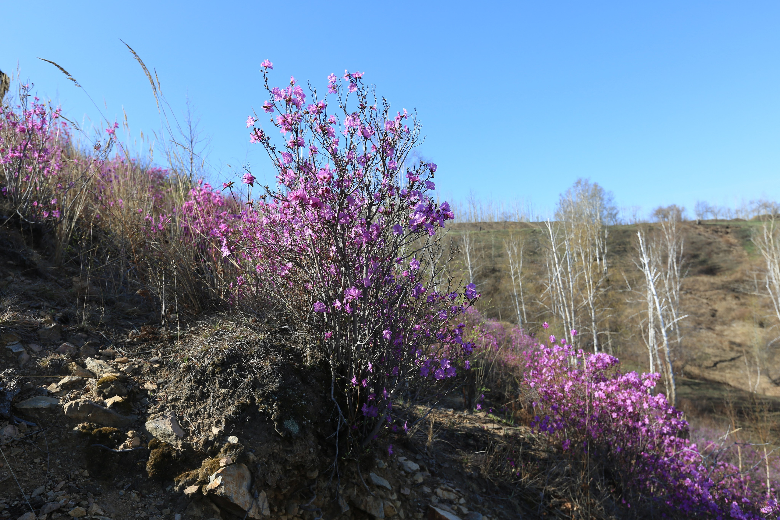 Фото Природы Забайкалья. Студия Максима Белослюдцева
