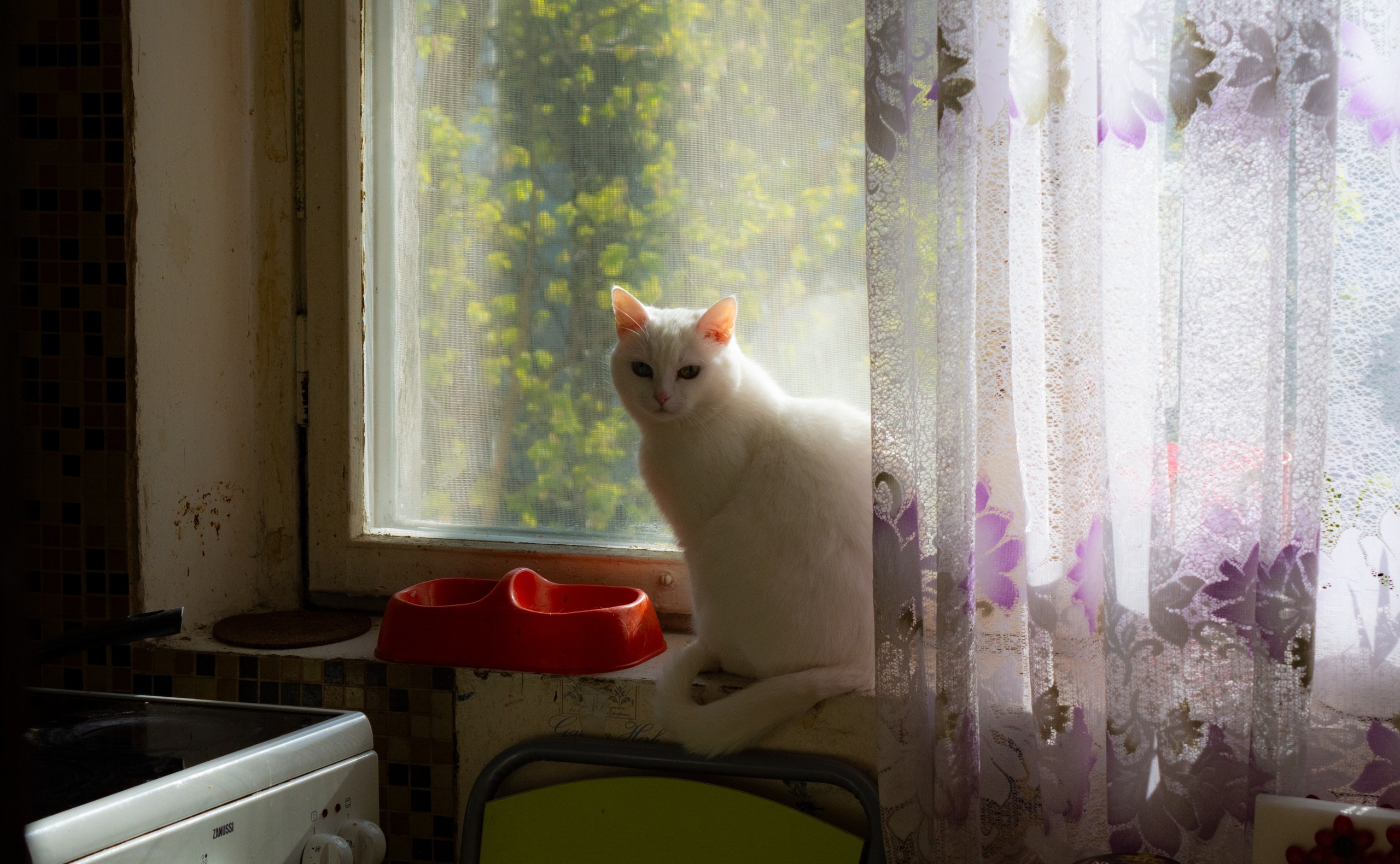 Animals. Фотограф Евгения Саботаж в г. Москва