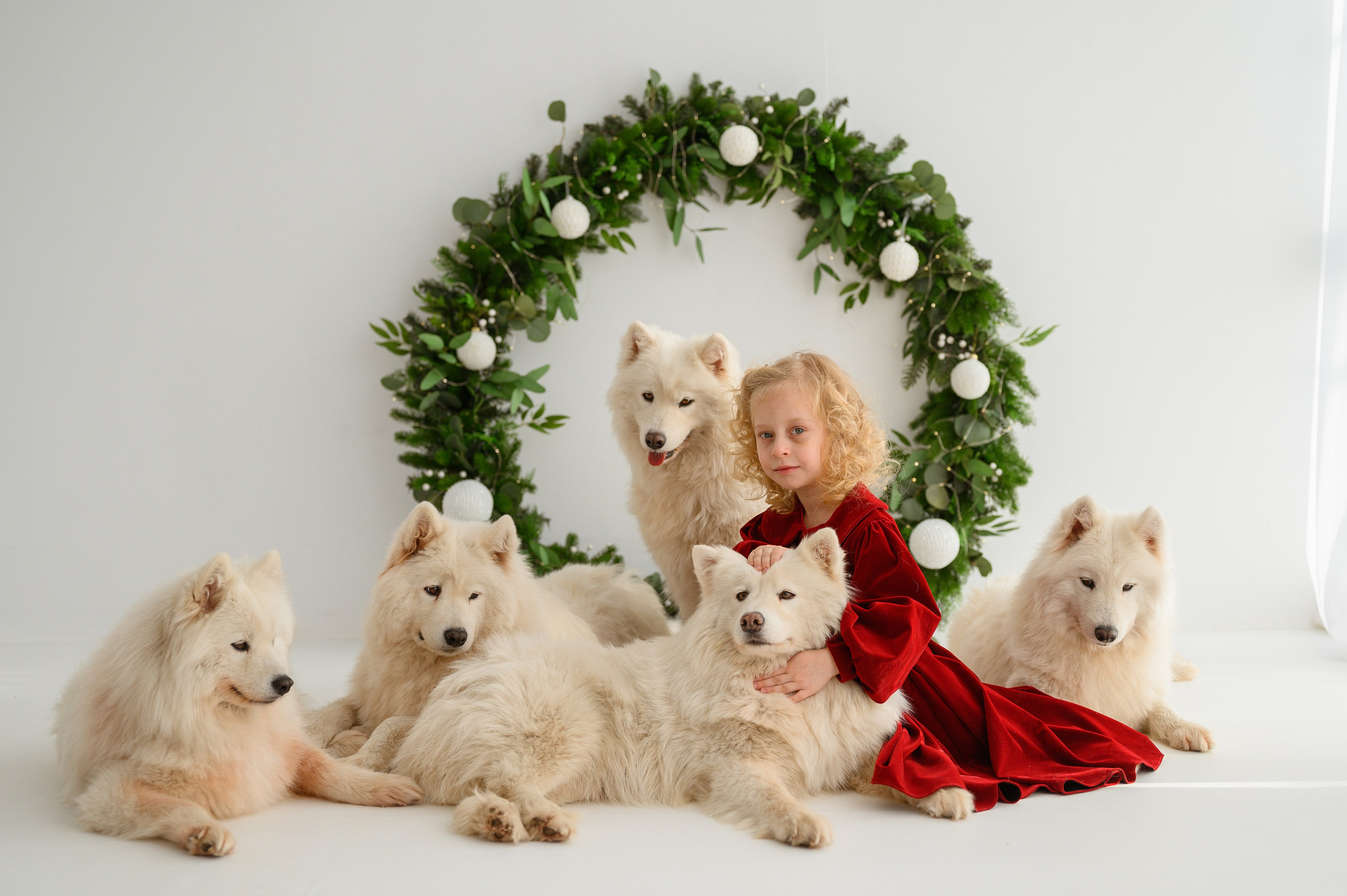 Лизонька и самоеды. Детский и семейный фотограф Ирина Гладких