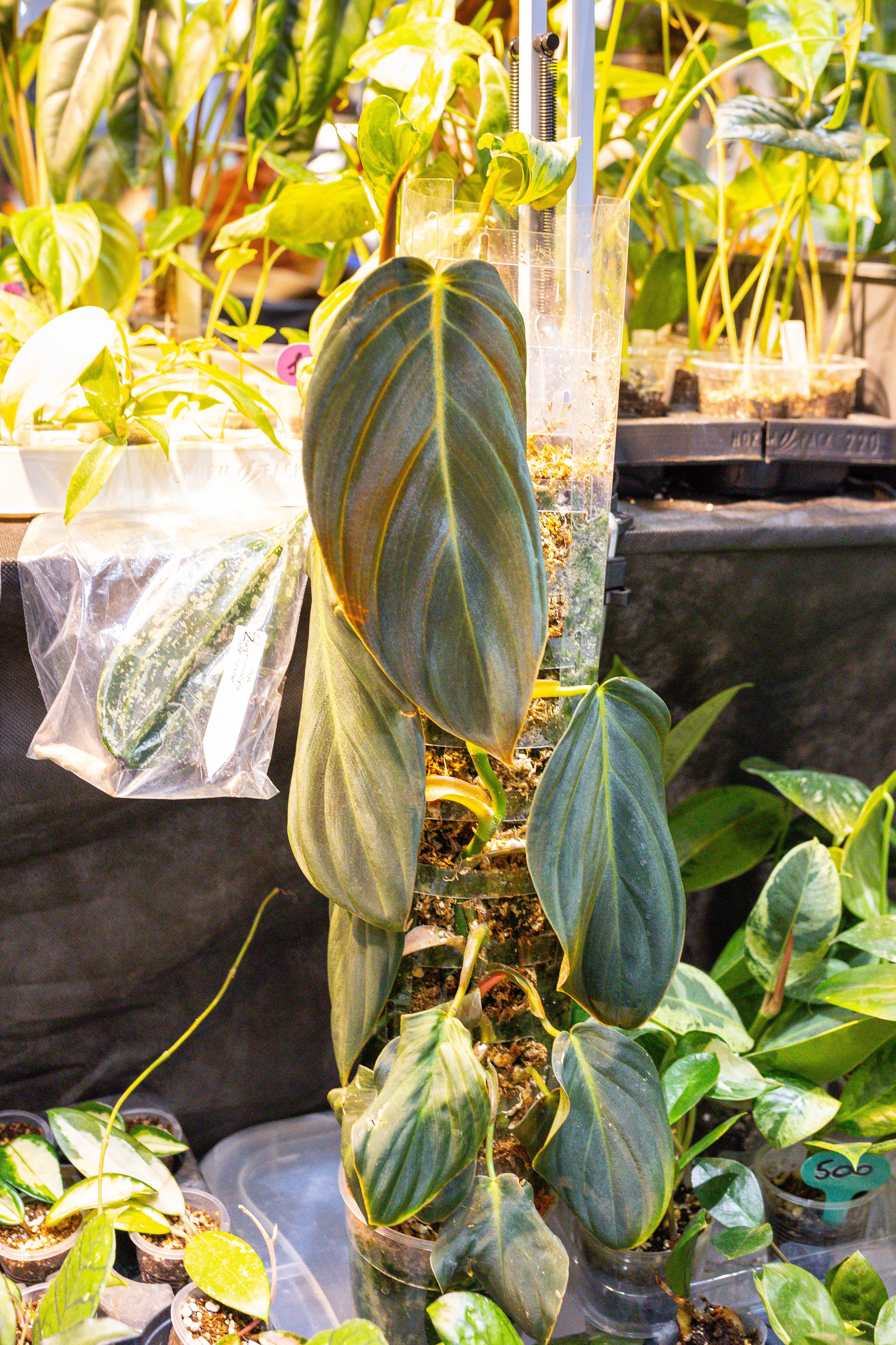 Монстериум 11–12 октября. Александра Куликова фотограф, Москва