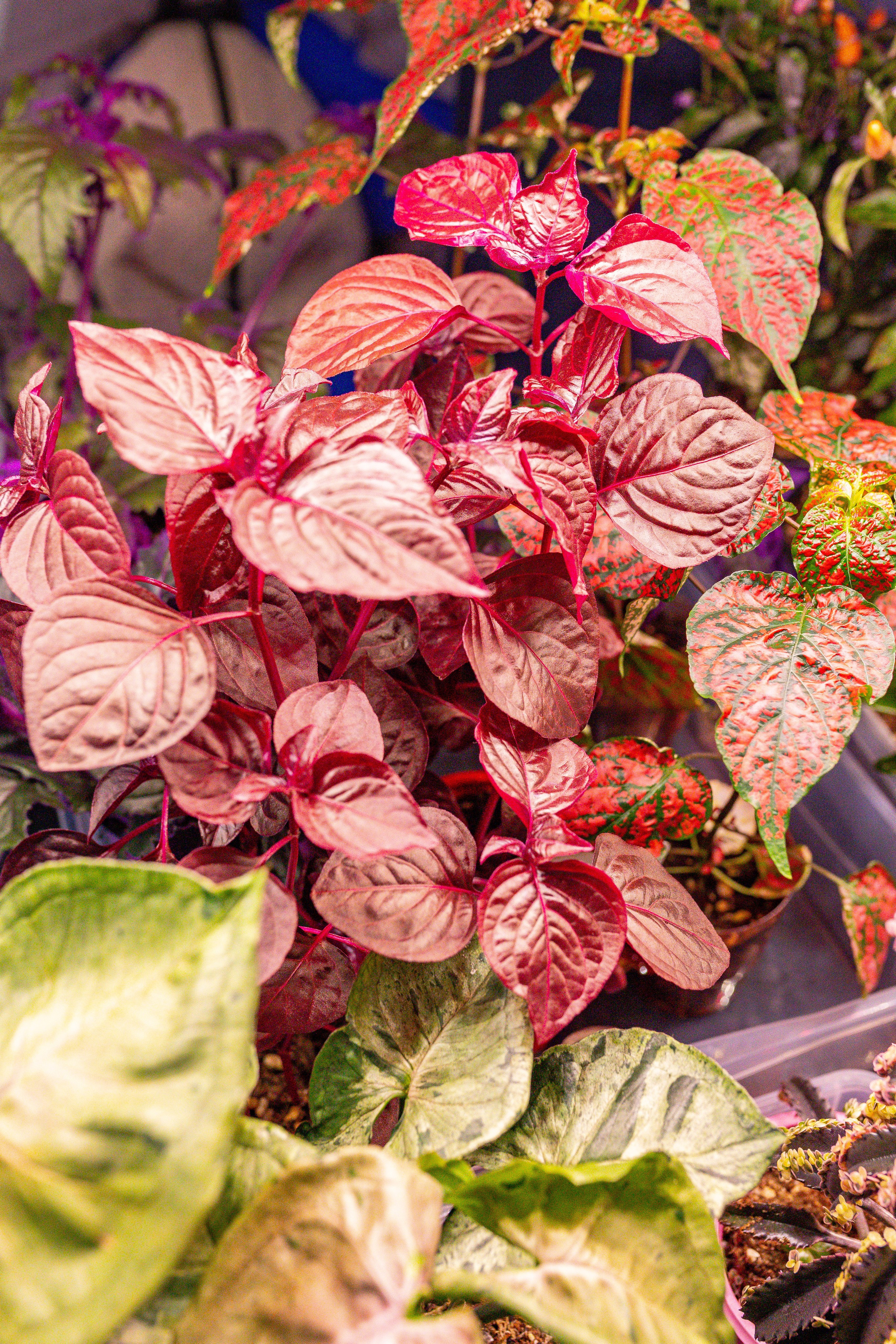 Монстериум 11–12 октября. Александра Куликова фотограф, Москва