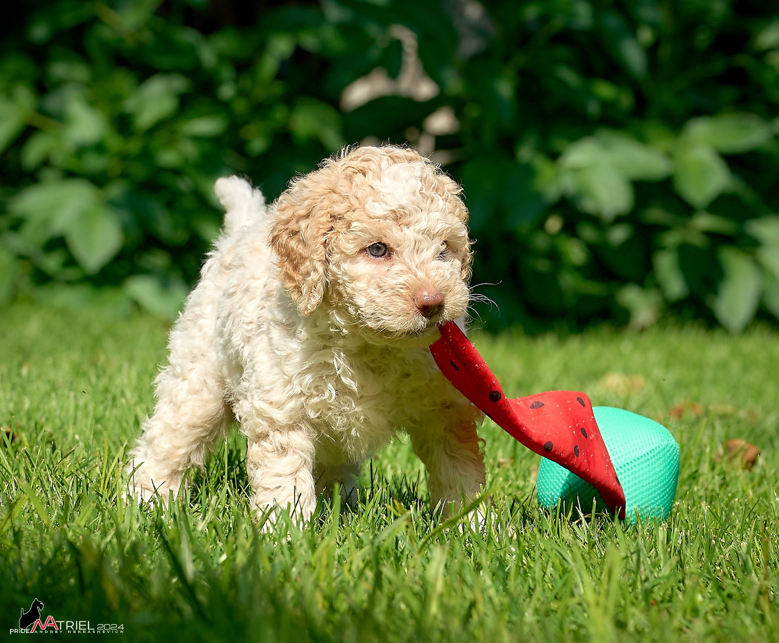 Съемка щенков лаготто