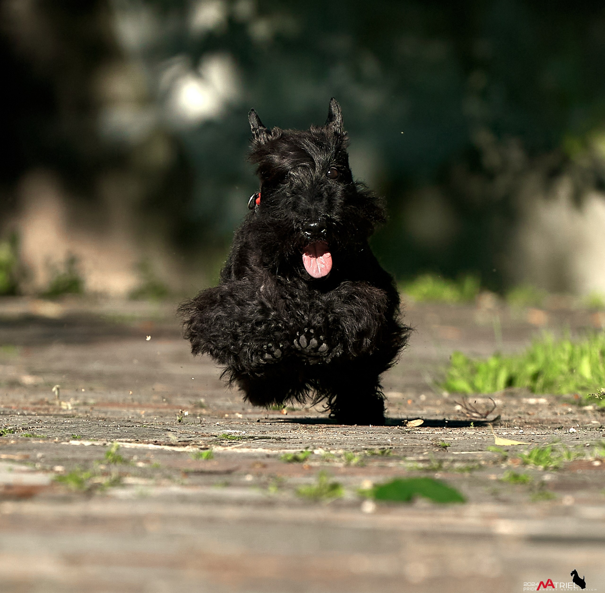 Семейная фотопрогулка с собаками