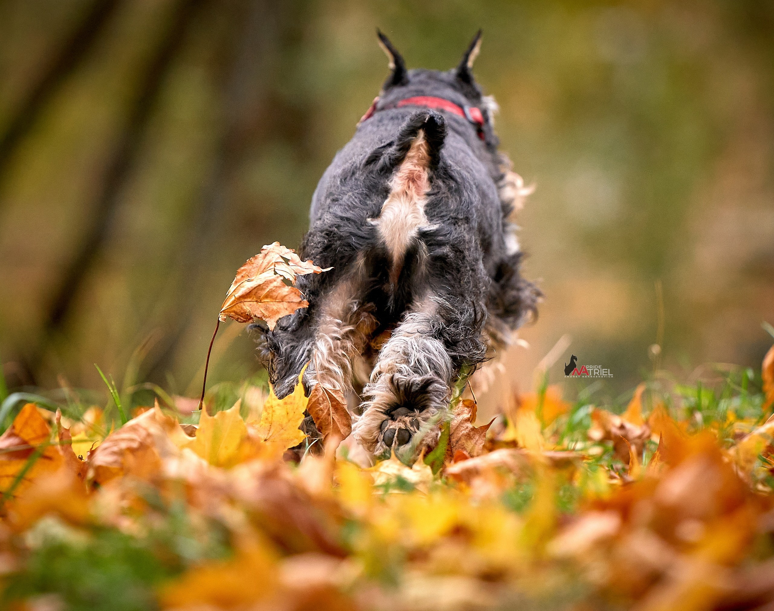 Прогулка в движении — галерея NATRIEL