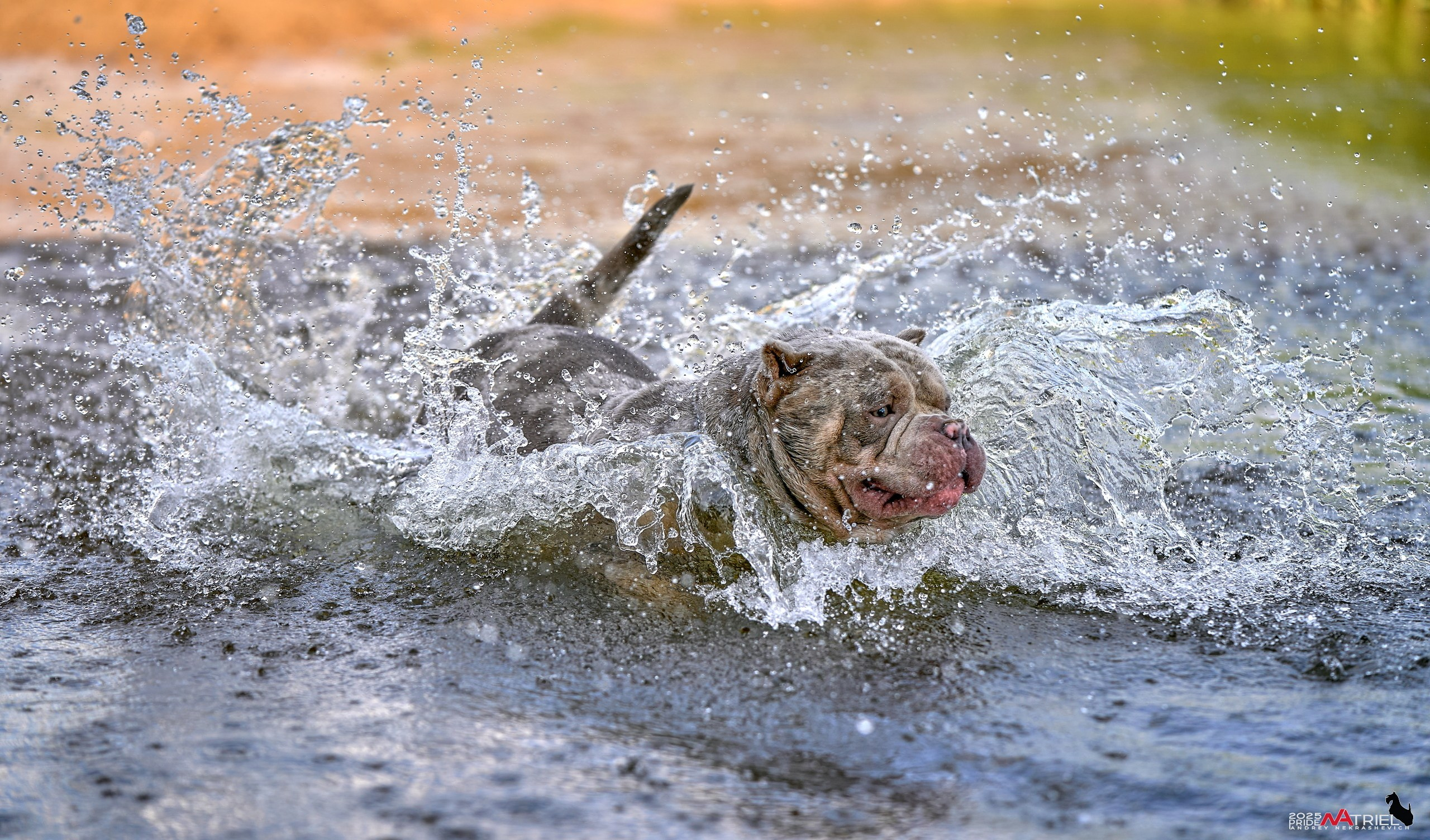 Съемка собак породы булли на природе