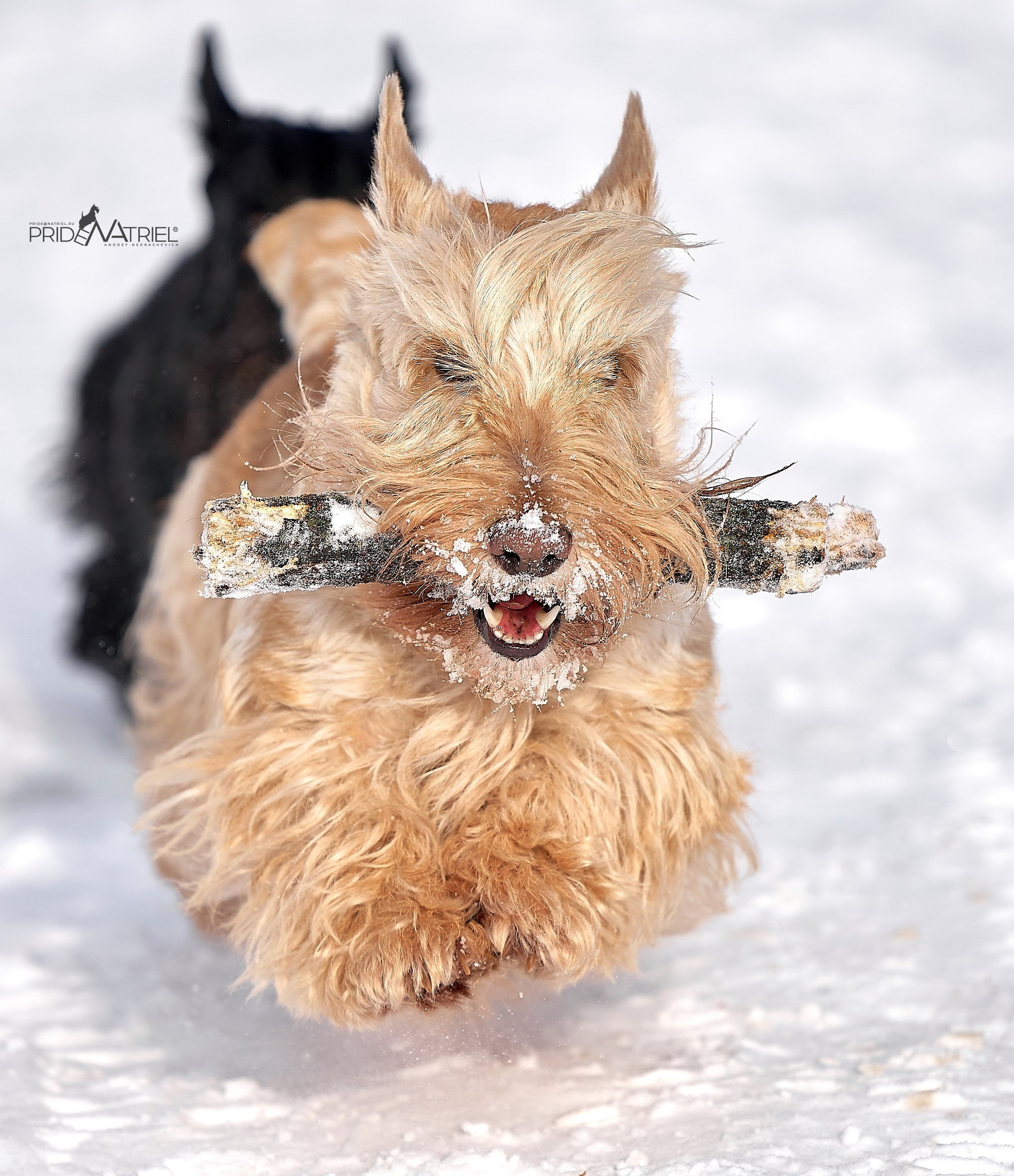 Прогулка в движении — галерея NATRIEL