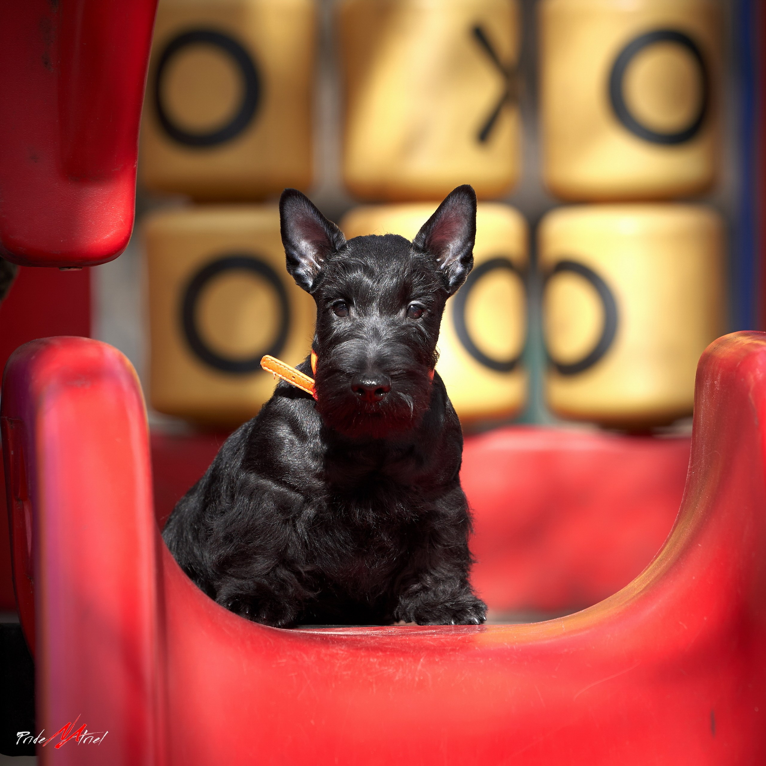 Щенки на прогулке — галерея NATRIEL